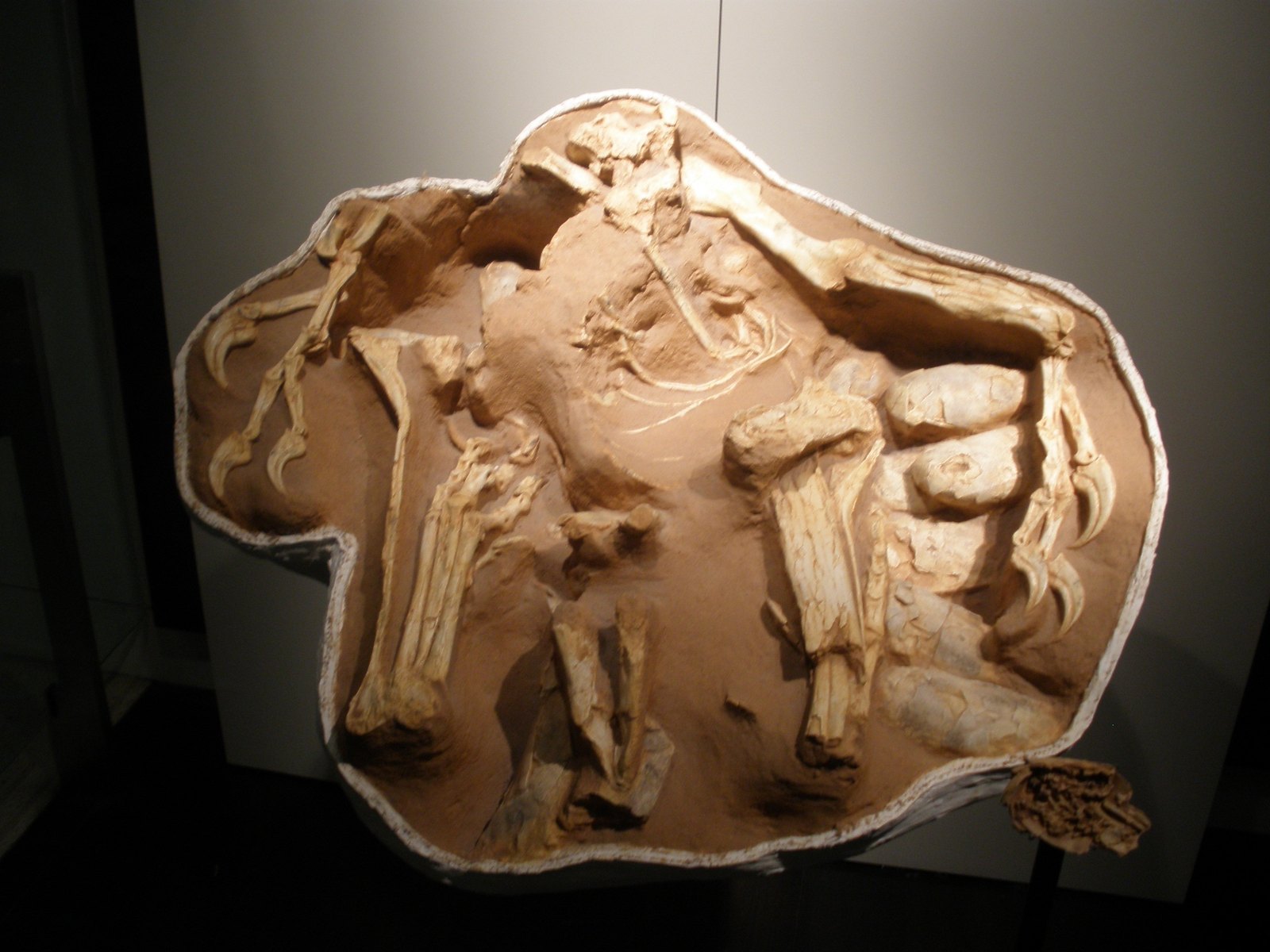 The fossil skeleton of an oviraptorid dinosaur preserved crouched over a clutch of its own eggs, arms spread around the nest