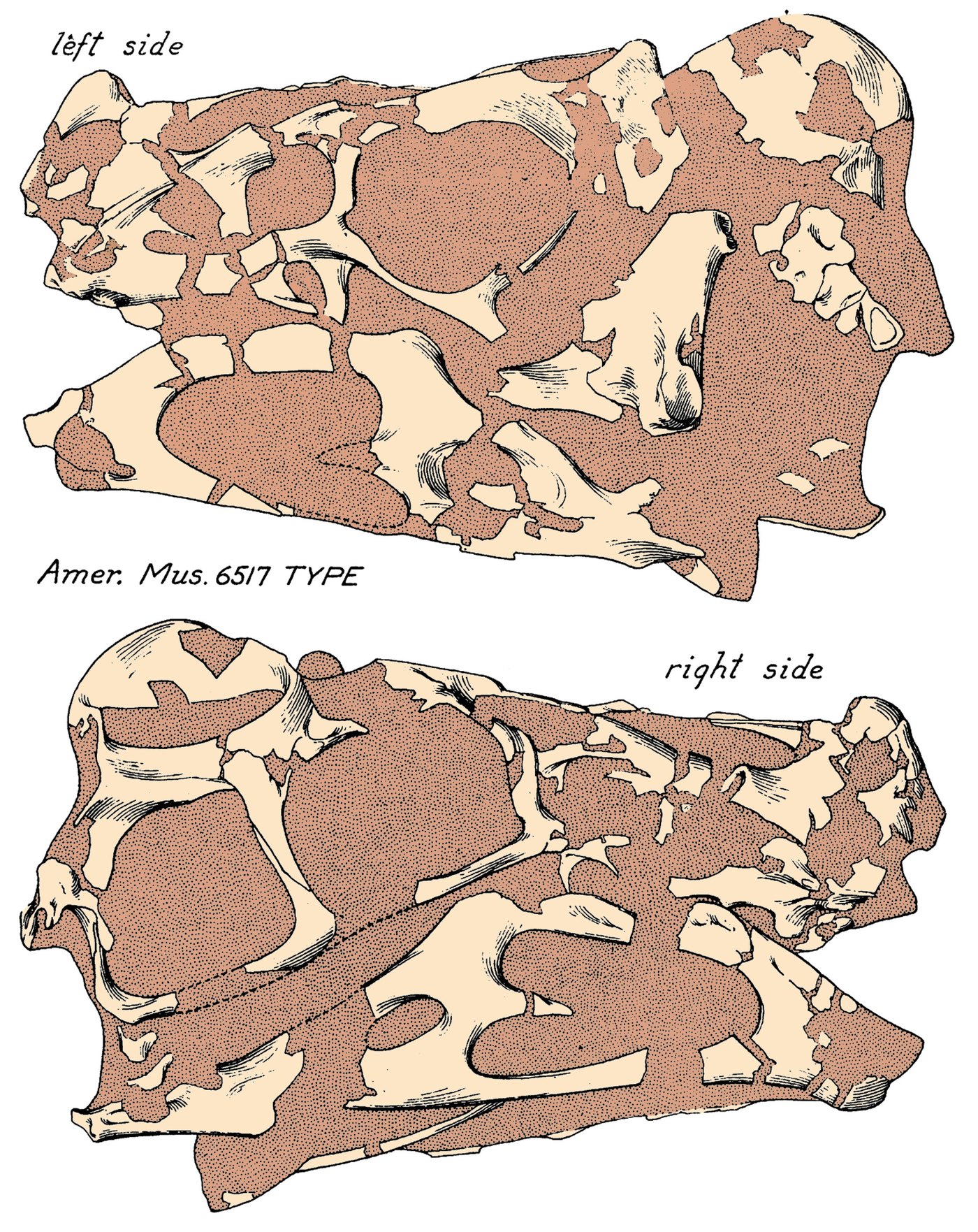 Osborn's 1924 published figure showing the left and right sides of the Oviraptor philoceratops type skull, lettered Amer. Mus. 6517 TYPE