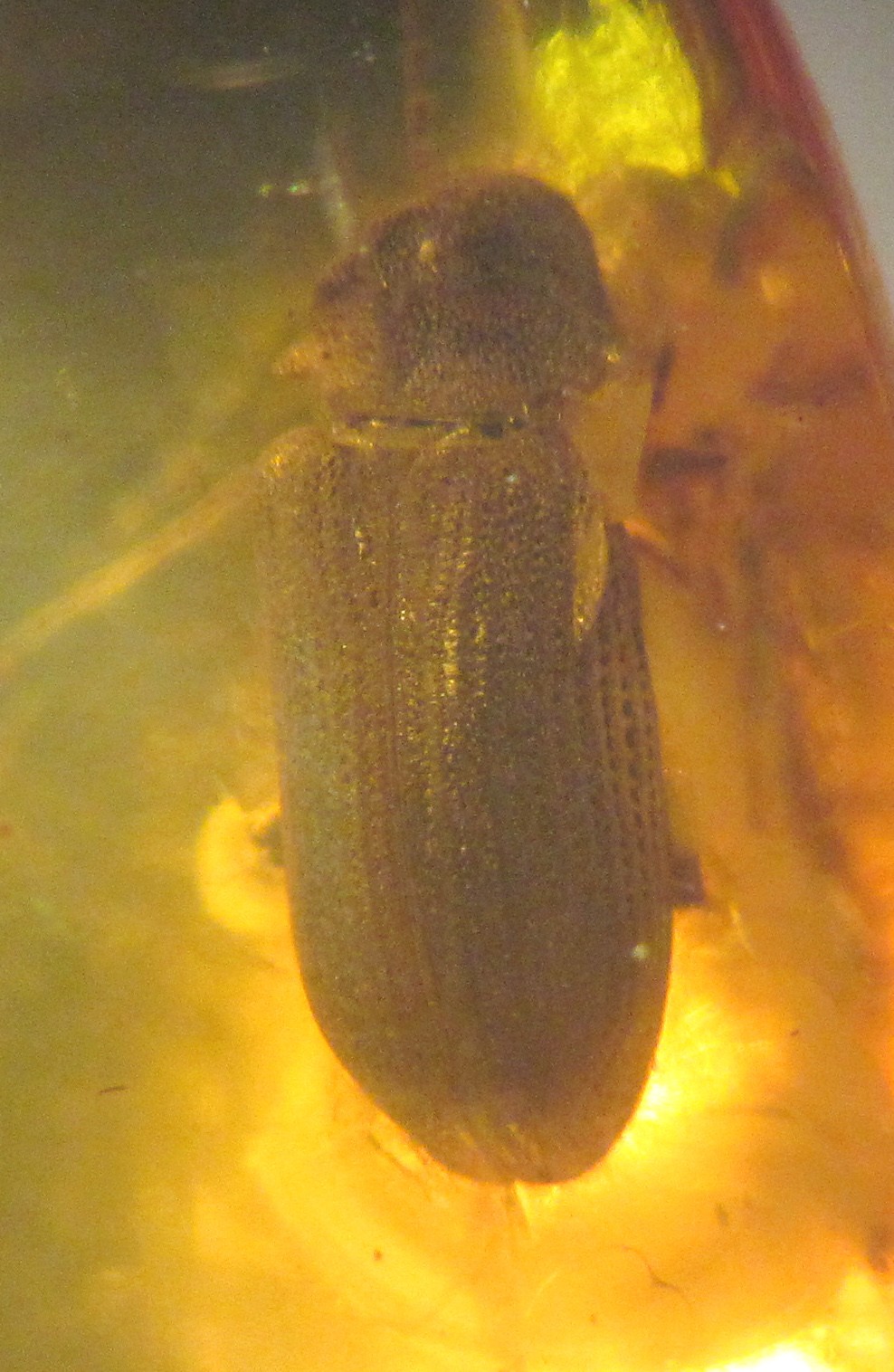 A beetle preserved inside Baltic amber, the material used to measure ancient atmospheric oxygen