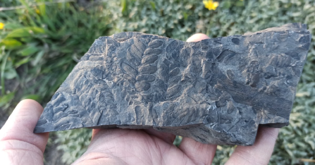 Neuropteris fossil imprint on argillite, Middle Carboniferous