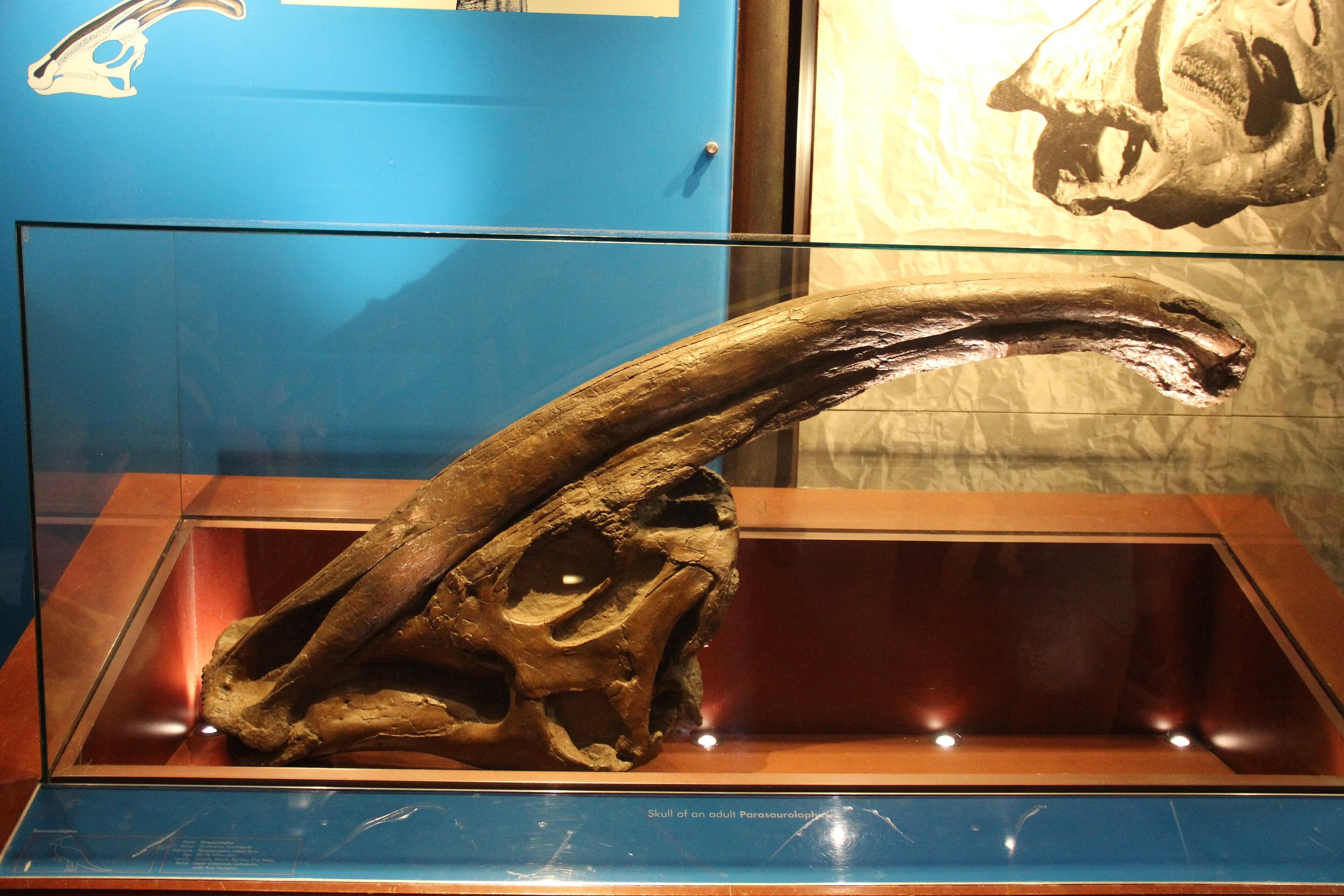 Un cráneo fósil de dinosaurio en una vitrina de museo, visto de lado, con un tubo de hueso largo y liso que se curva hacia arriba y atrás desde la parte superior de la cabeza.