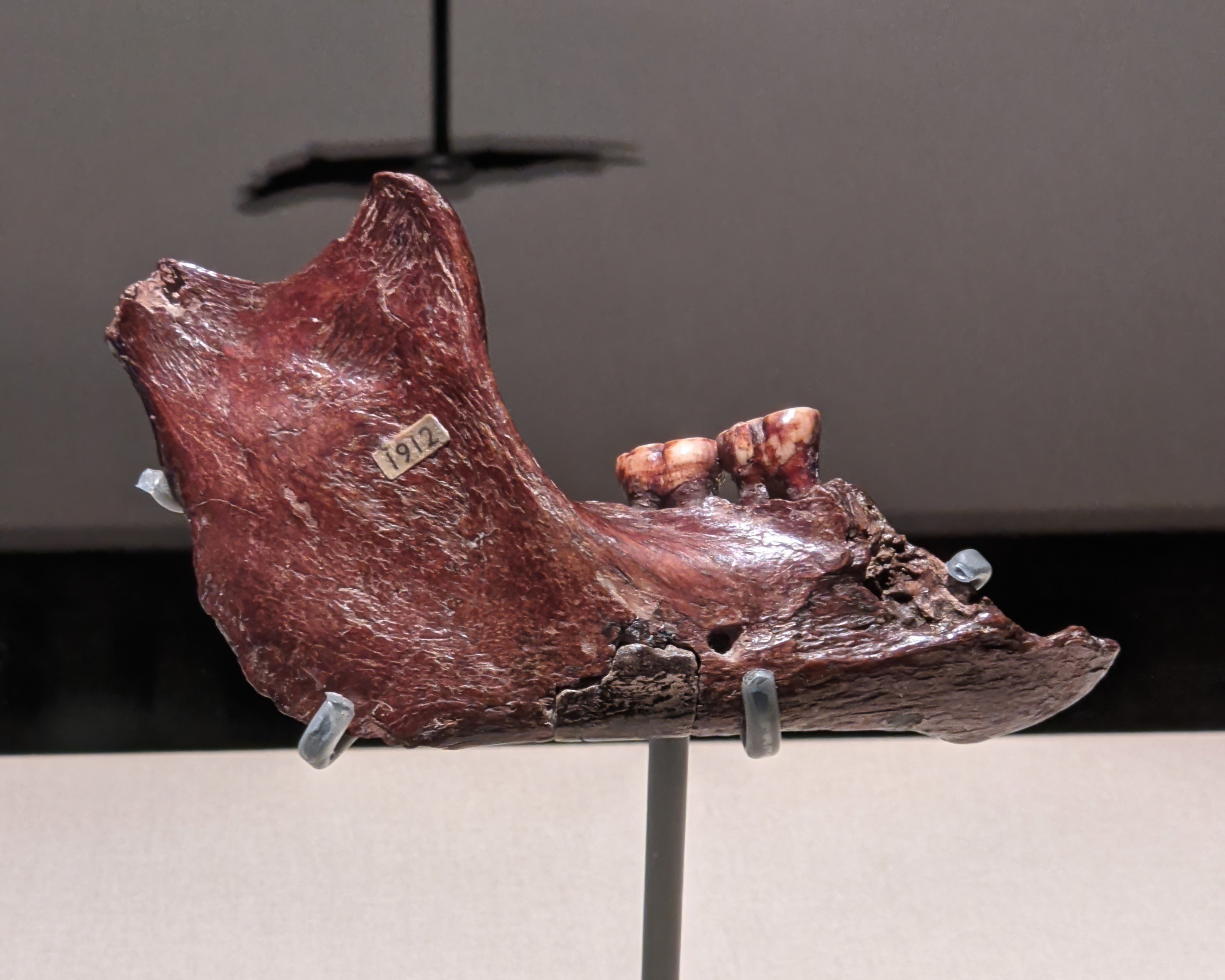 The real, reddish-brown stained Piltdown jaw fragment, mounted in a museum