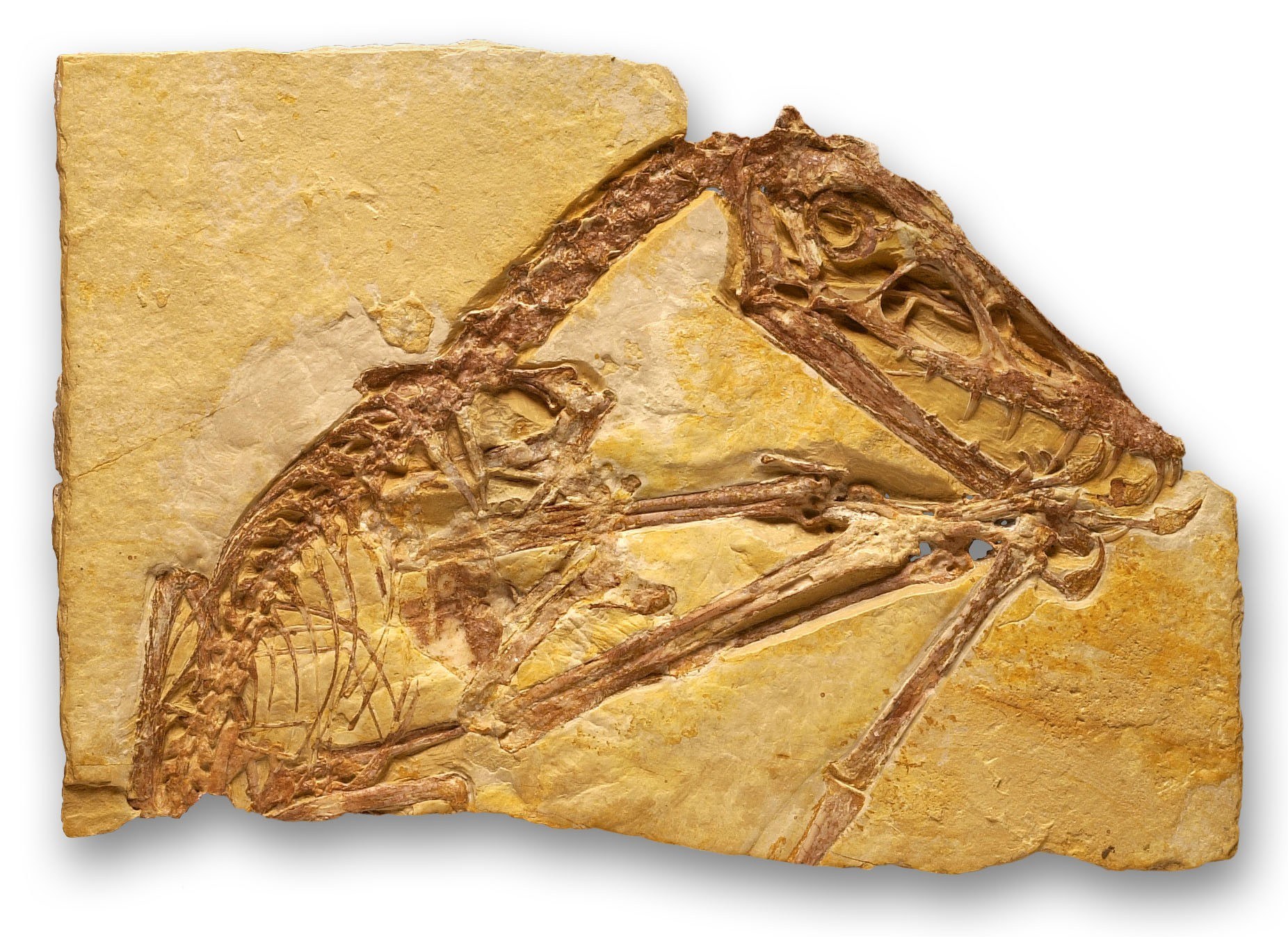 A fossil slab of pale yellow stone on a white background with a brown pterosaur skeleton across it: a large skull with long toothed jaws at the upper right, a curving neck, a ribcage at the left and long limb bones