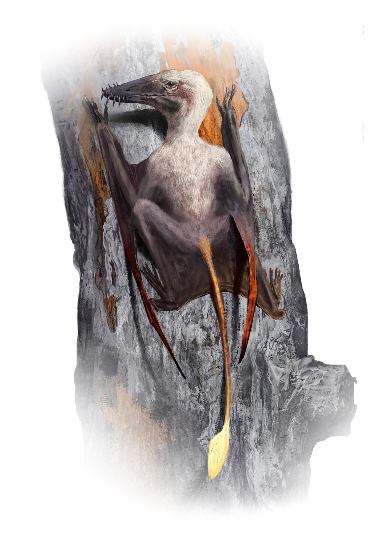 A painted restoration of a pterosaur clinging head-up to a grey tree trunk, with a pale, fine coat on its head, neck and chest, a long dark toothed beak, dark folded wing membranes and a long thin tail