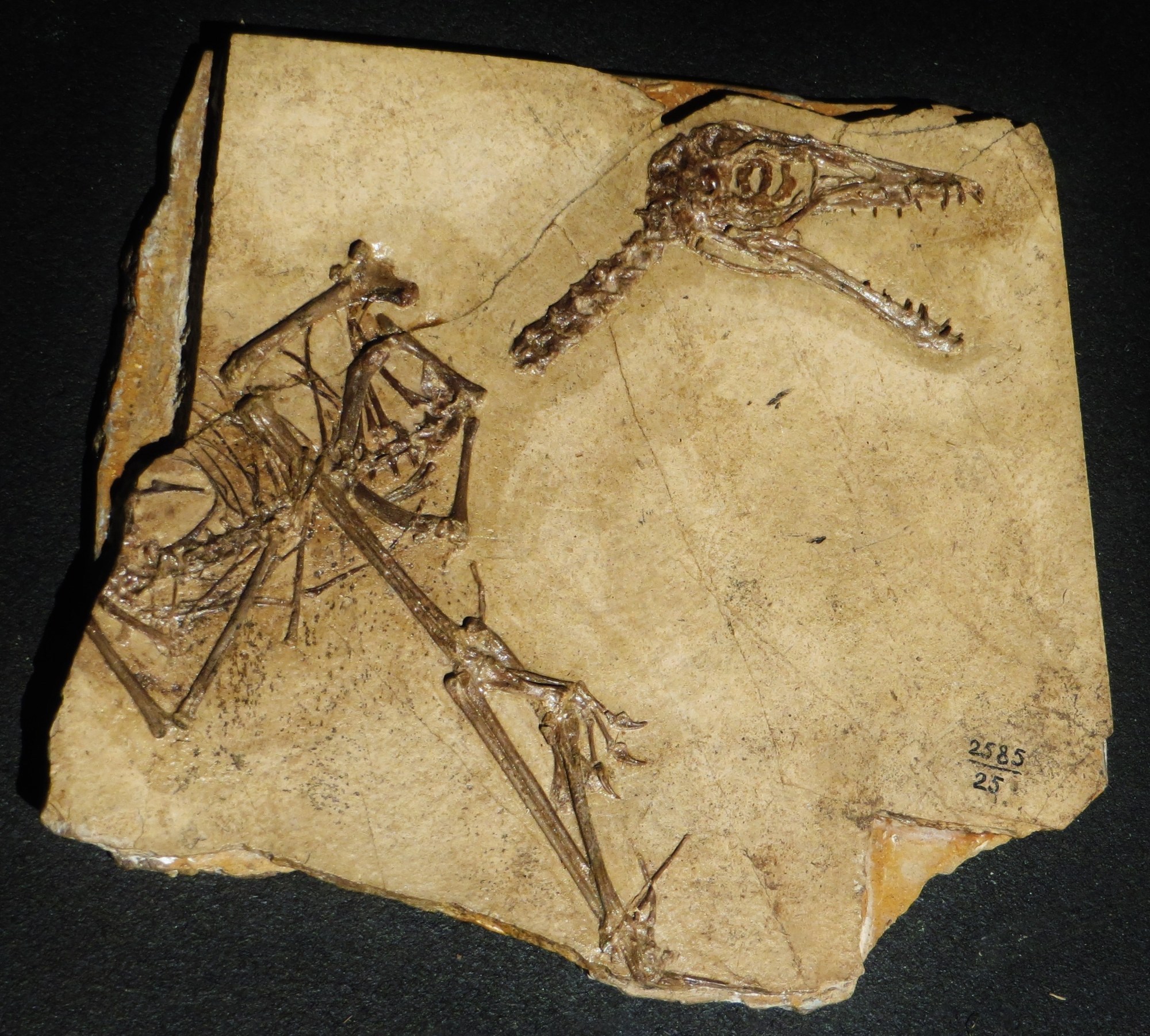 A small pterosaur skeleton in dark brown bone on a beige slab against a black background, with a long toothed skull at the upper right, limb bones tangled at the left, and the number 2585/25 written in ink near the right edge