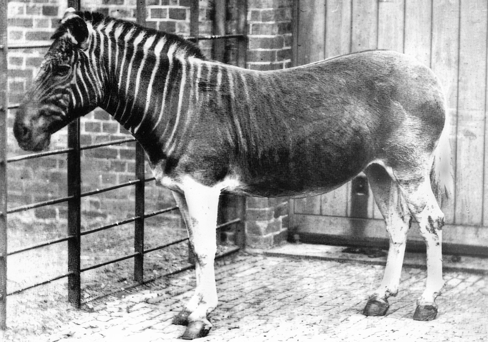 A black-and-white photograph of a living quagga standing side-on in a brick-walled zoo paddock: bold stripes on the head and neck fade out along a dark, plain body.