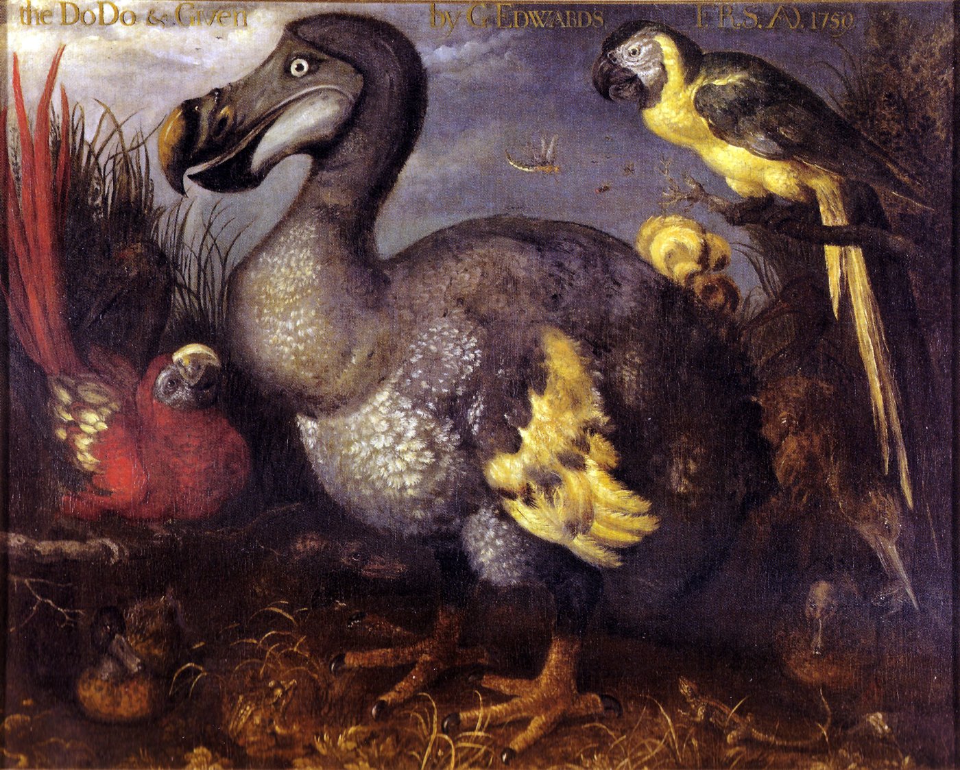 Roelandt Savery's Edwards's Dodo, c. 1626, the painting of an overfed captive bird that became the template for how the dodo is drawn