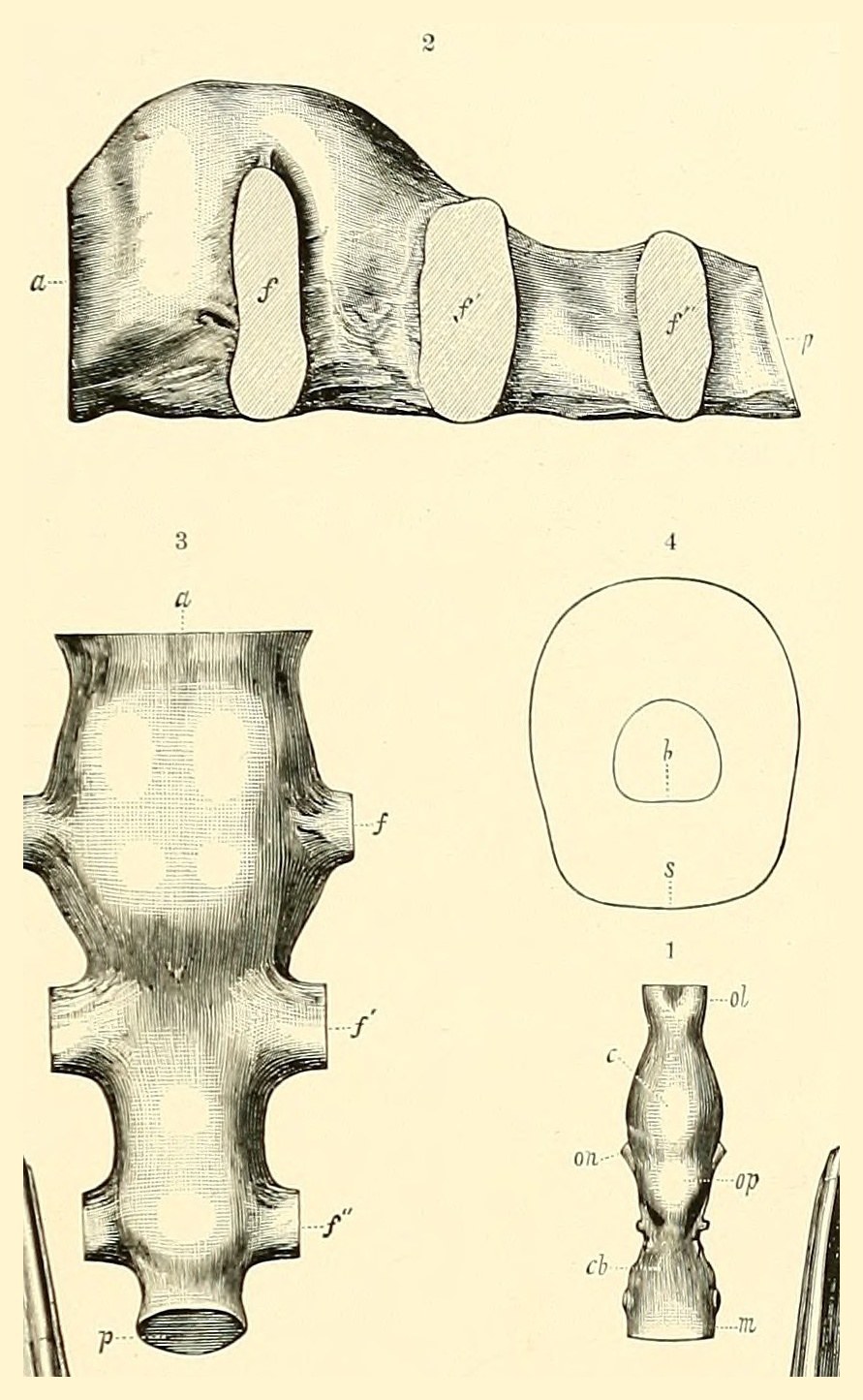 An engraved plate on cream paper with four drawings of fossil casts at the same scale: a long, lumpy cast lying on its side across the top, the same cast seen from above at lower left, a ring-shaped cross-section at lower right, and beneath it a much smaller, narrow cast of the brain.