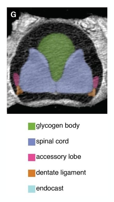 A grainy grey CT scan of a cross-section through a bird's backbone. Inside a dark ring, a green teardrop shape sits at the top between two pale blue lobes, with small pink and orange patches at the sides. A legend below labels them glycogen body, spinal cord, accessory lobe, dentate ligament and endocast.