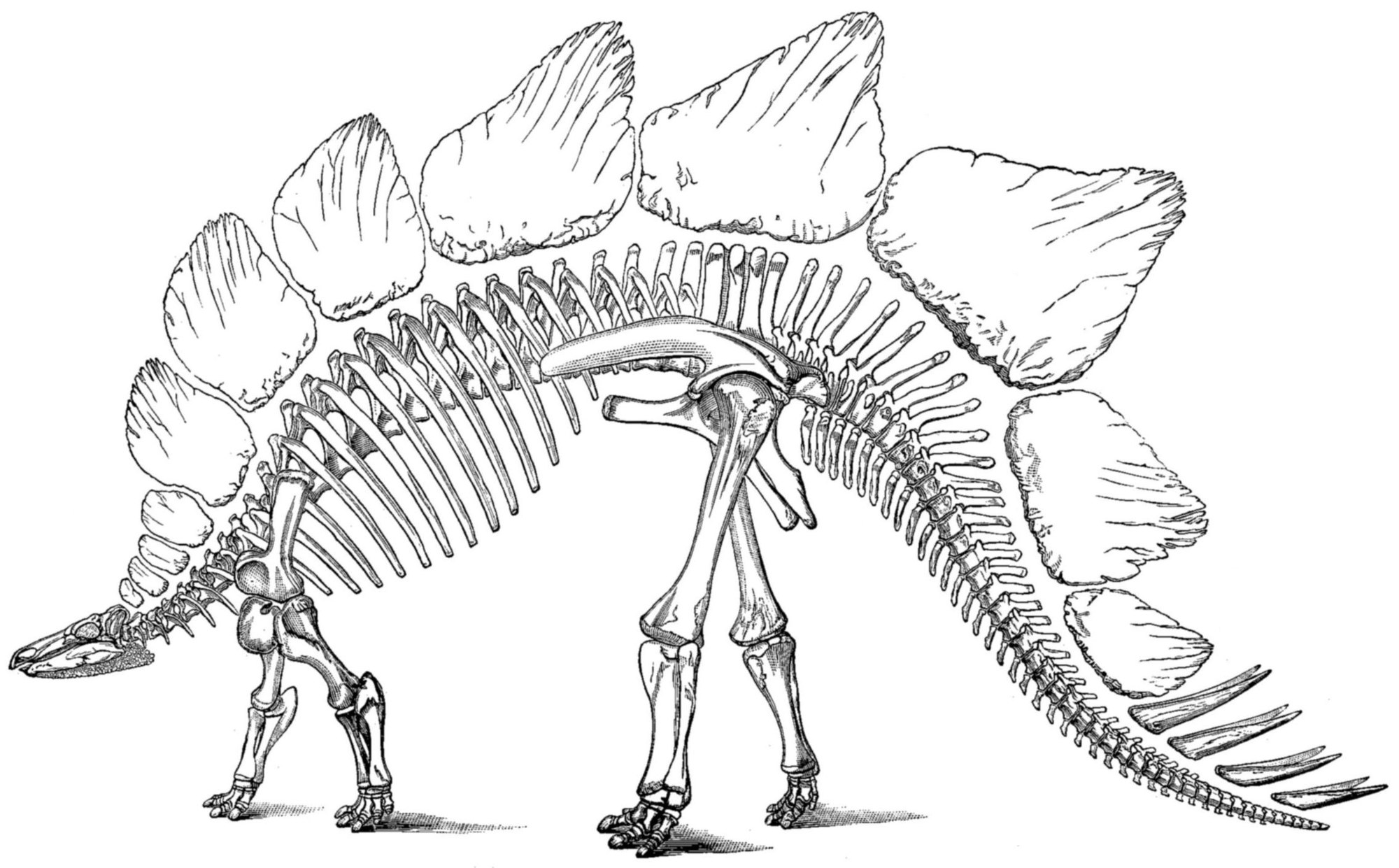 A black-and-white line drawing of a Stegosaurus skeleton seen from the side, with a small skull held low at the left, a deep ribcage, short front legs and much longer hind legs.