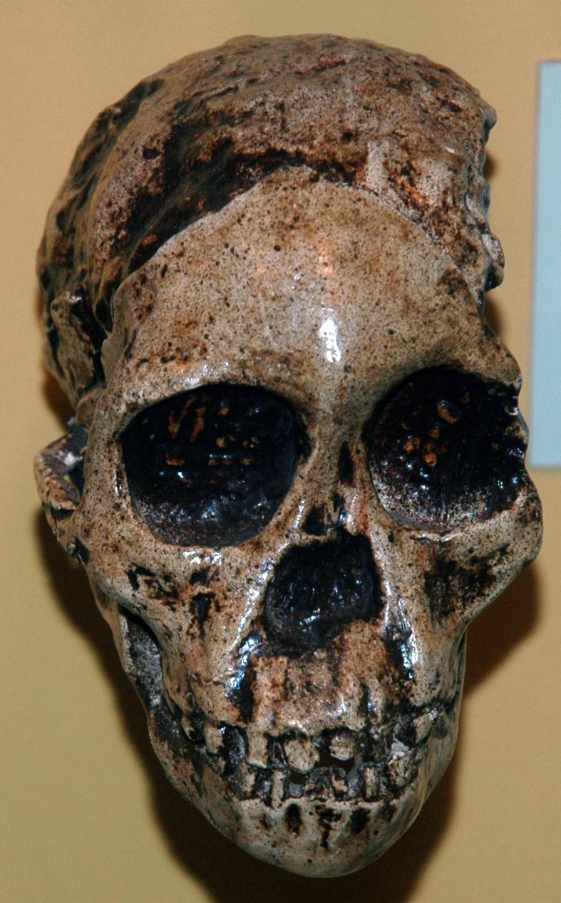 The dark, weathered original Taung Child fossil skull, an Australopithecus africanus