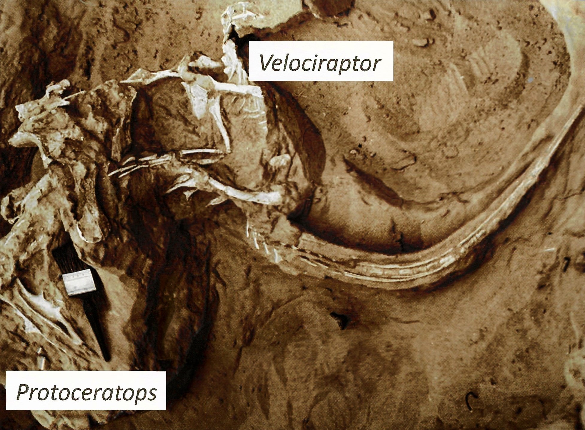 A shallow excavation in dry sandy rock, photographed from above: pale bones lie half buried in the stone, a long curved shaft crossing the right of the frame and thin limb bones crowding the left, with a small white label card and a brush resting on the rock beside them.