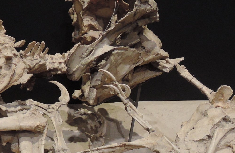 A close view of the mounted pair: a slender arm bone runs from the centre of the picture to the right and ends inside the jaws of a heavy beaked skull, while left of centre a sharply curved claw stands up from a foot and another set of small bones rests against the side of the big skull's face.