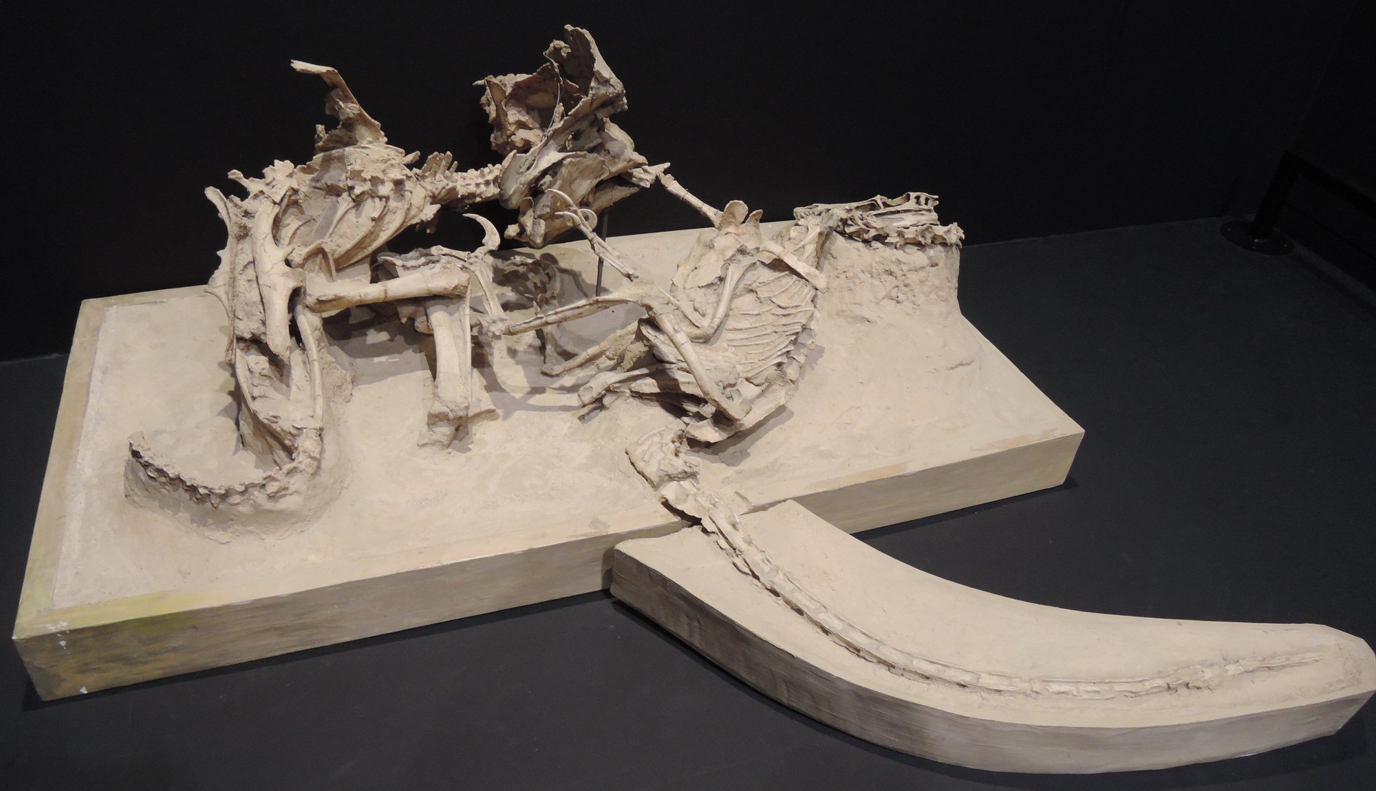 Two pale skeletons lie tangled together on a flat, sand-coloured slab in a museum display: a small two-legged animal with long thin limbs and a curved claw sprawls across the left, its bones crossing those of a heavier four-legged animal whose ribs and backbone run away to the right.