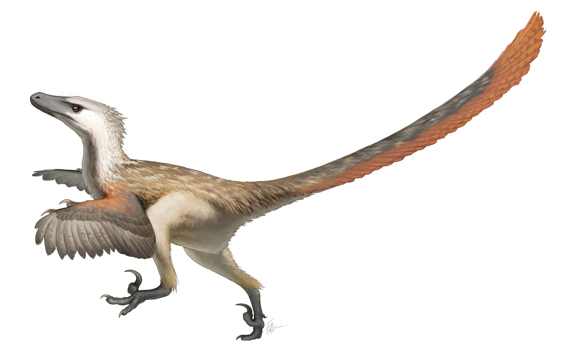 An artist's reconstruction of a two-legged feathered dinosaur in profile on a white background, mid-stride: white head with a dark eye stripe, brown back, a fan of long grey feathers on the folded arm, a raised hooked claw on each foot and a long straight tail tipped with rust-orange feathers.