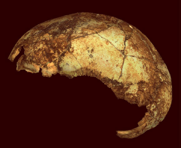 The DNH 134 cranium, a press photograph of the actual fossil against a dark red background