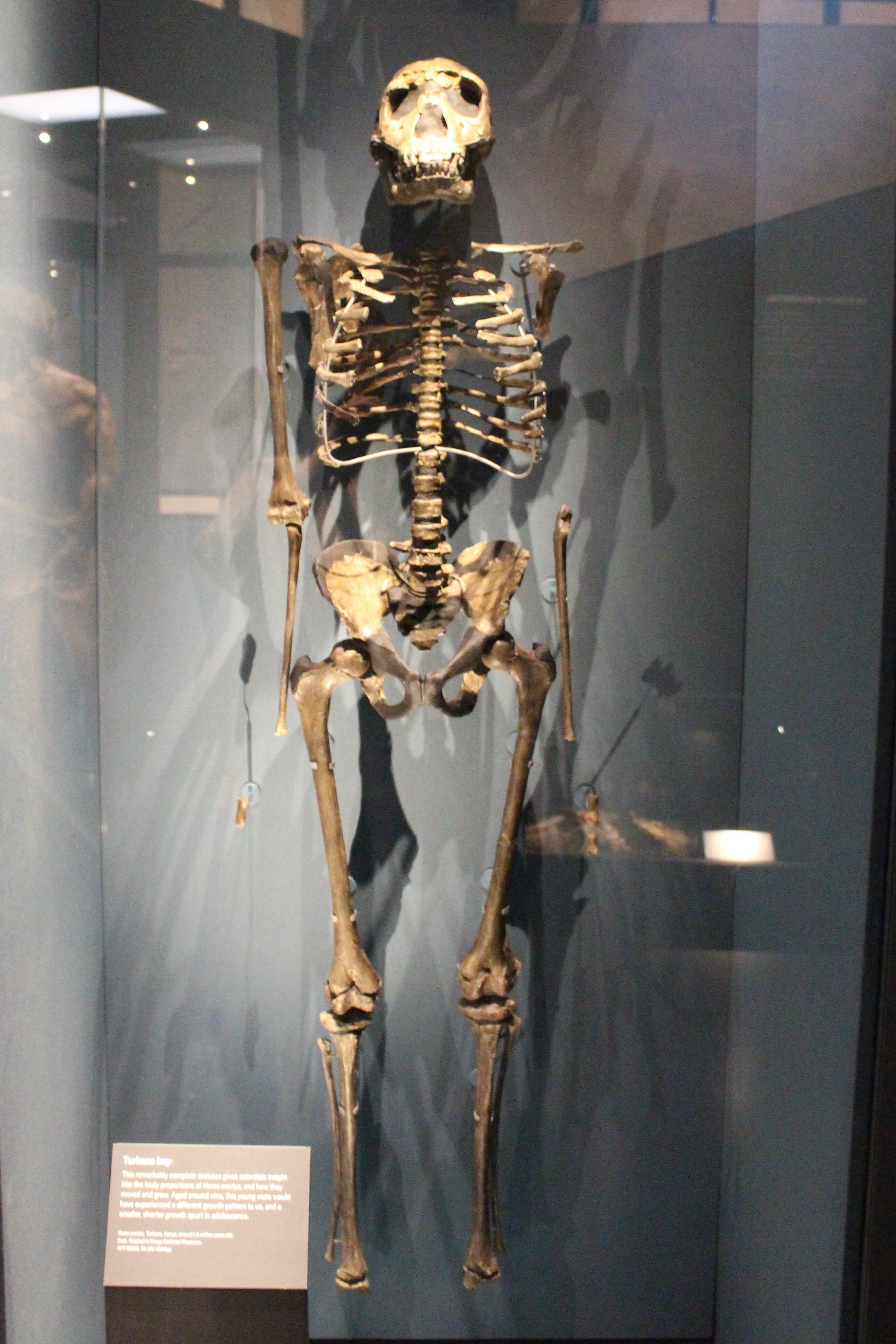 A nearly complete Homo erectus skeleton cast, mounted upright in a museum case, seen from the front