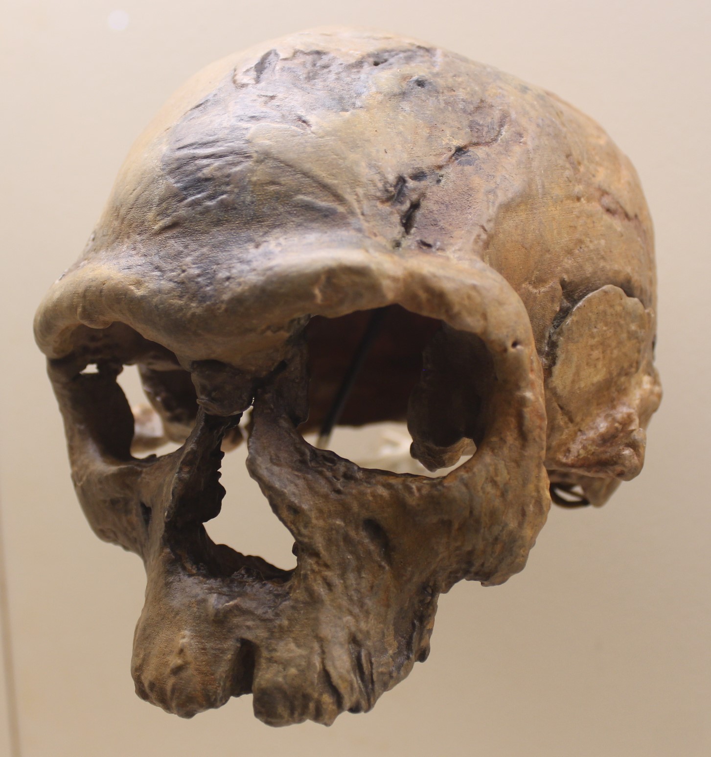 The Jebel Irhoud 1 cranium cast, photographed at an angle against a plain pale background