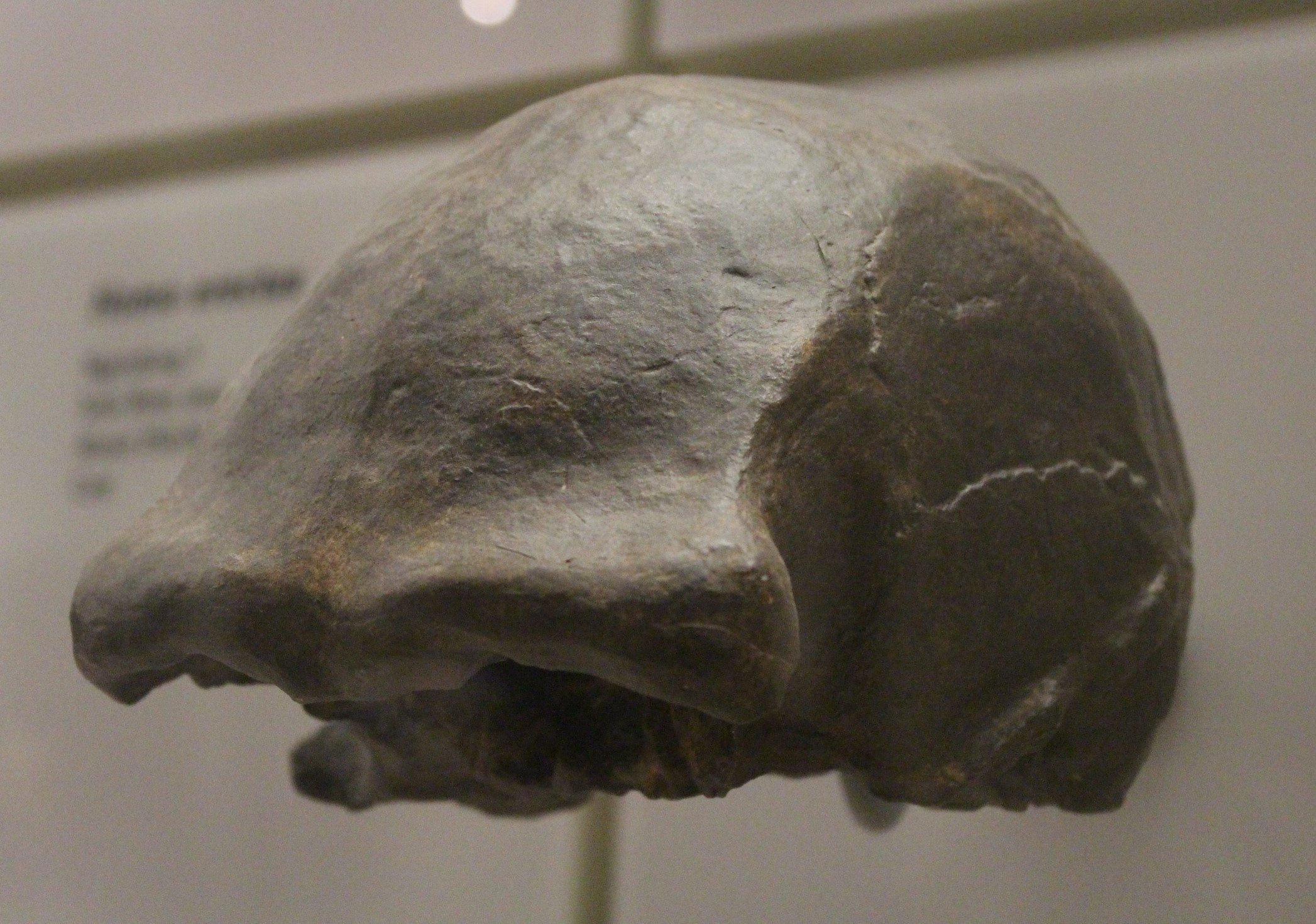 A Homo erectus calvaria cast from Ngandong, photographed in profile in a museum case