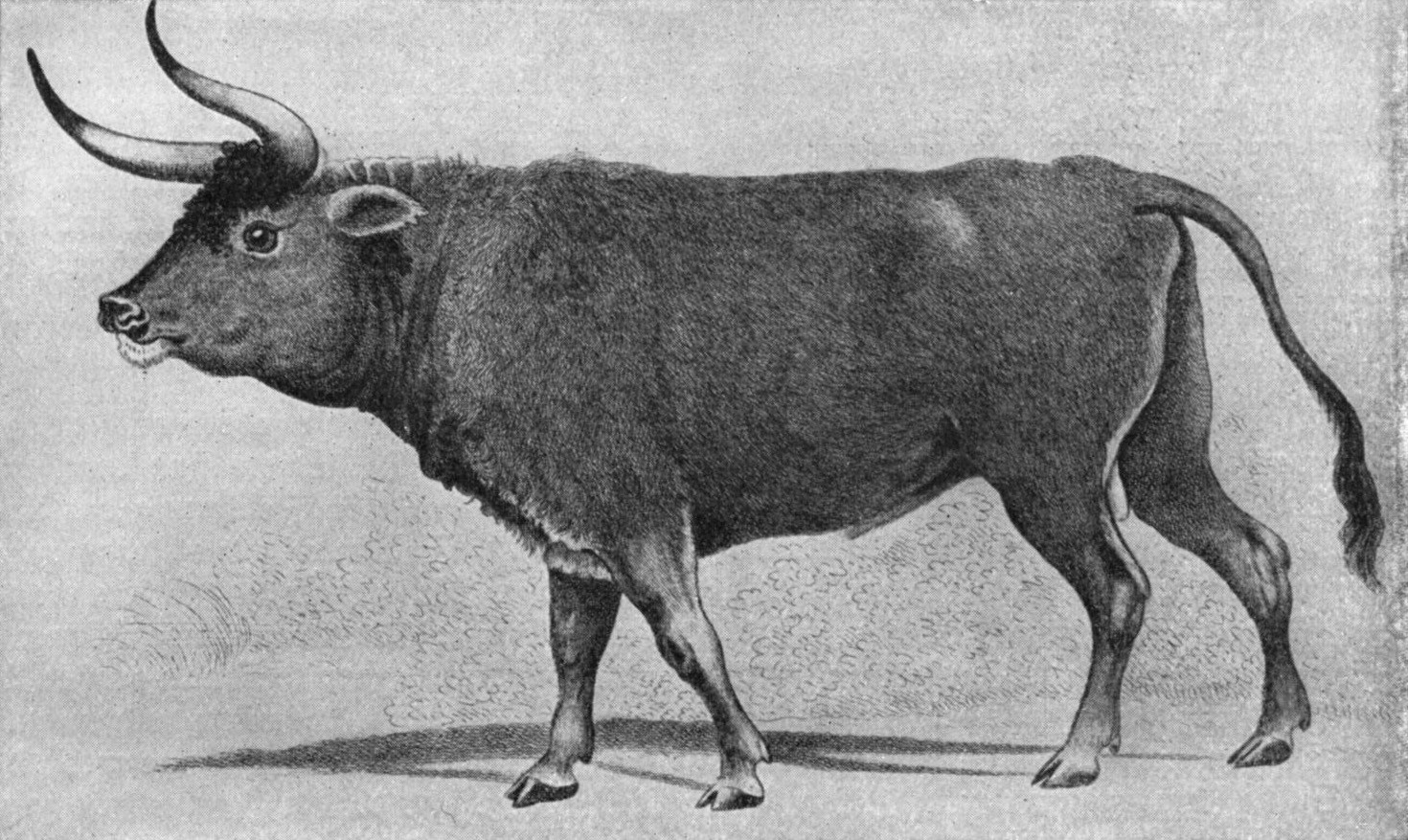 A nineteenth-century painting of an aurochs bull in profile, dark-coated with long forward-curving horns