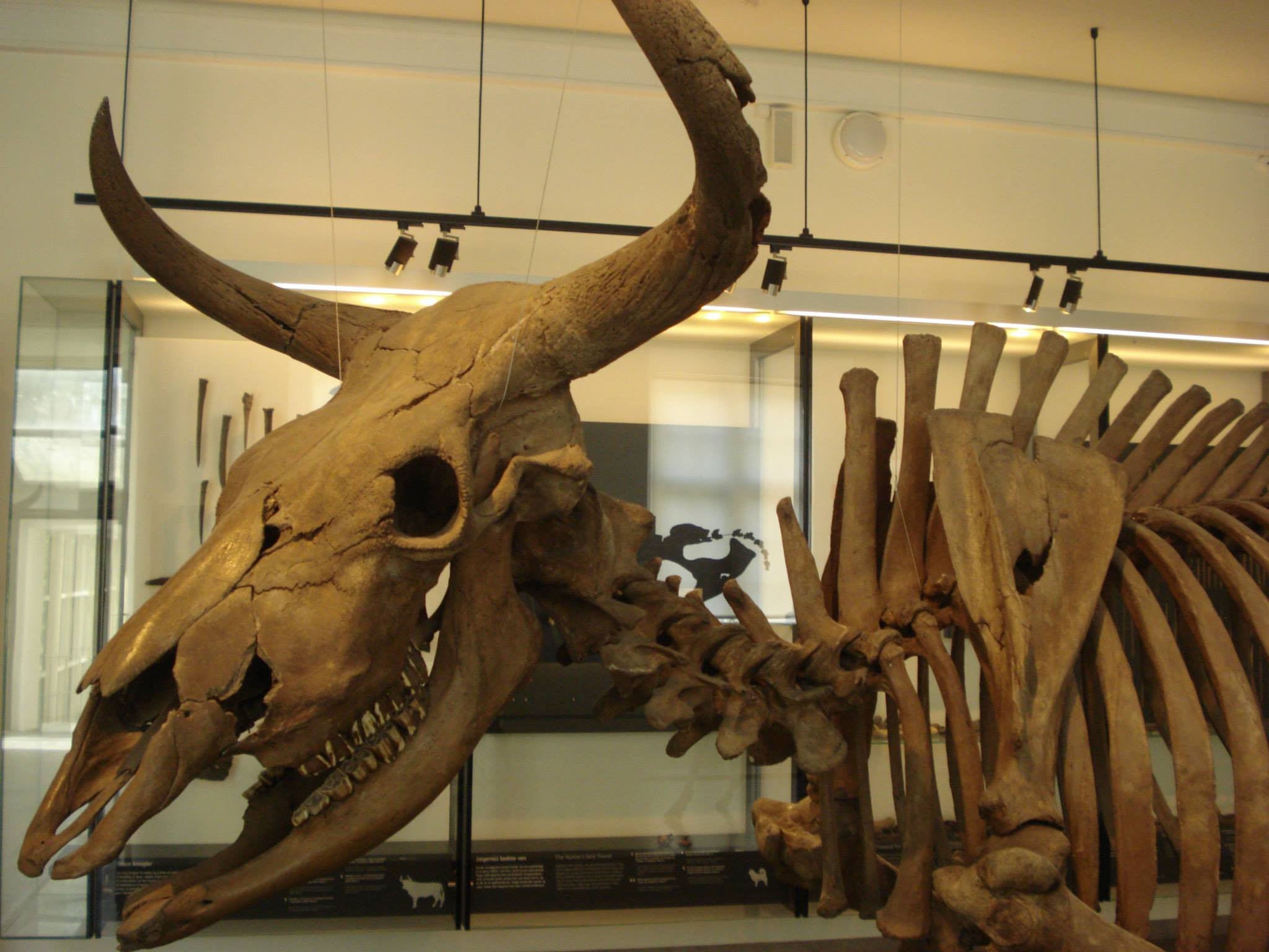 A large brown aurochs skull displayed in a museum gallery with a mounted skeleton standing behind it