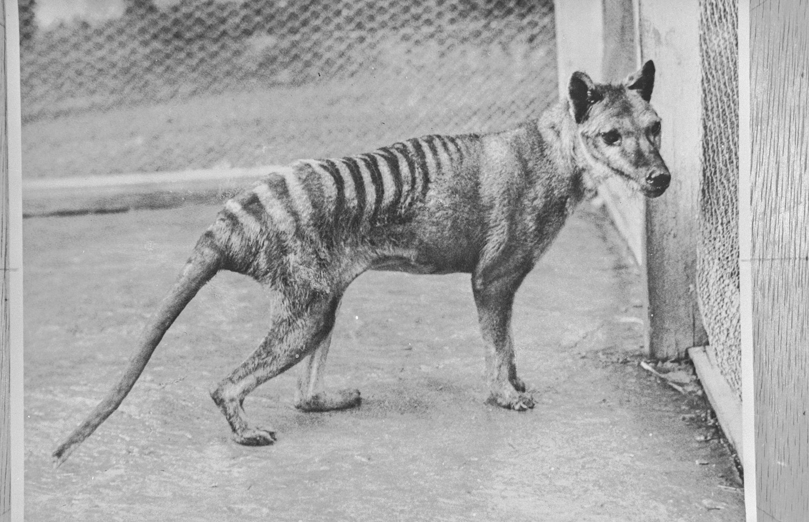 A thylacine photographed at Beaumaris Zoo, Hobart, in 1936