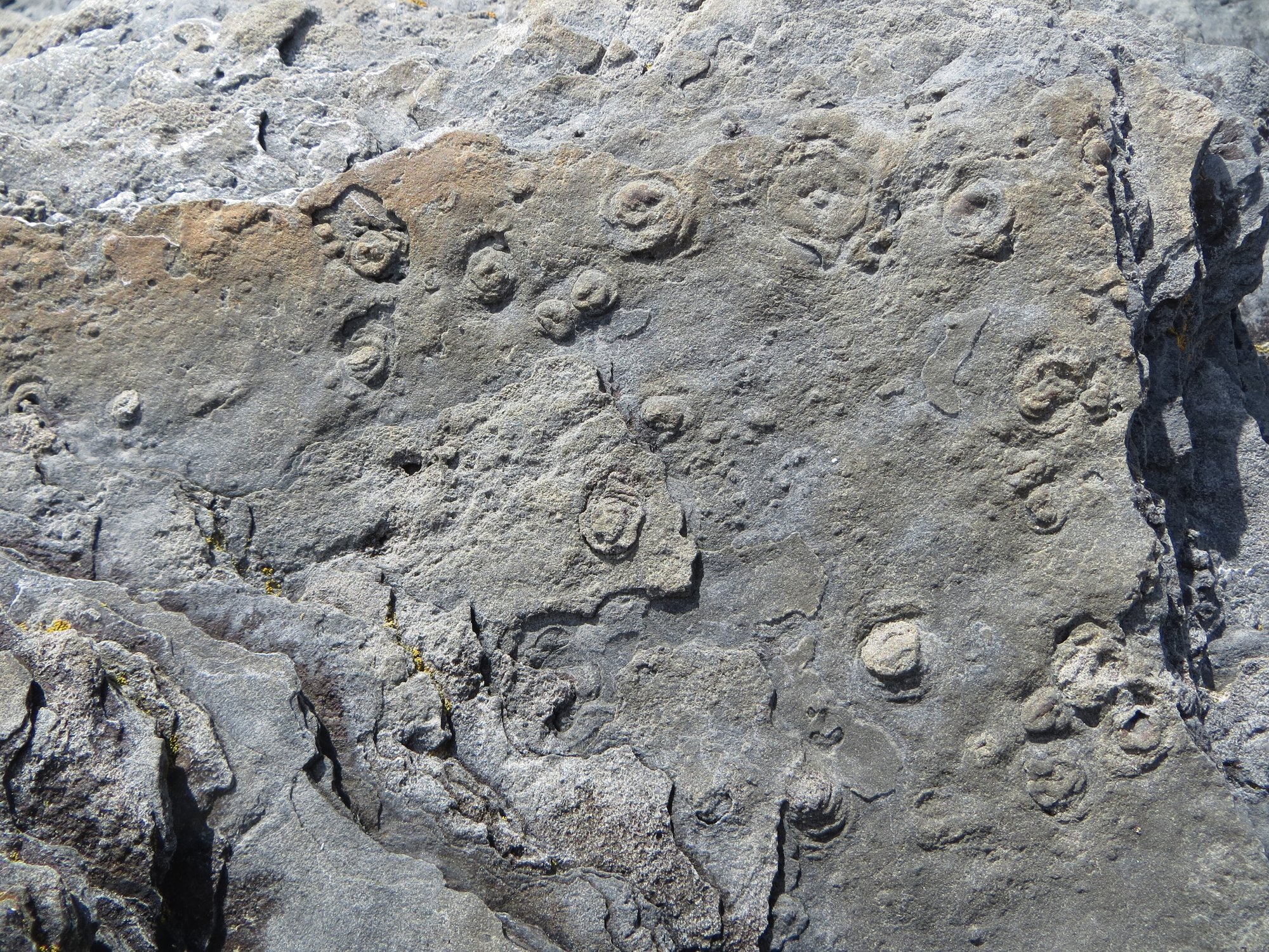 A grey rock surface scattered with dozens of small, round impressions. Many have raised rims and concentric rings, and some have a small bump at the centre.