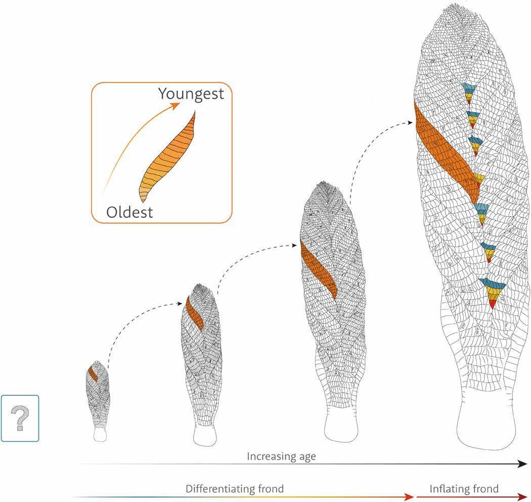 A scientific line drawing of four frond-shaped outlines that grow larger from left to right, linked by dashed arrows, each with one diagonal branch shaded orange. An inset marked Oldest and Youngest shows a single branch, and arrows along the bottom read Increasing age, Differentiating frond and Inflating frond.
