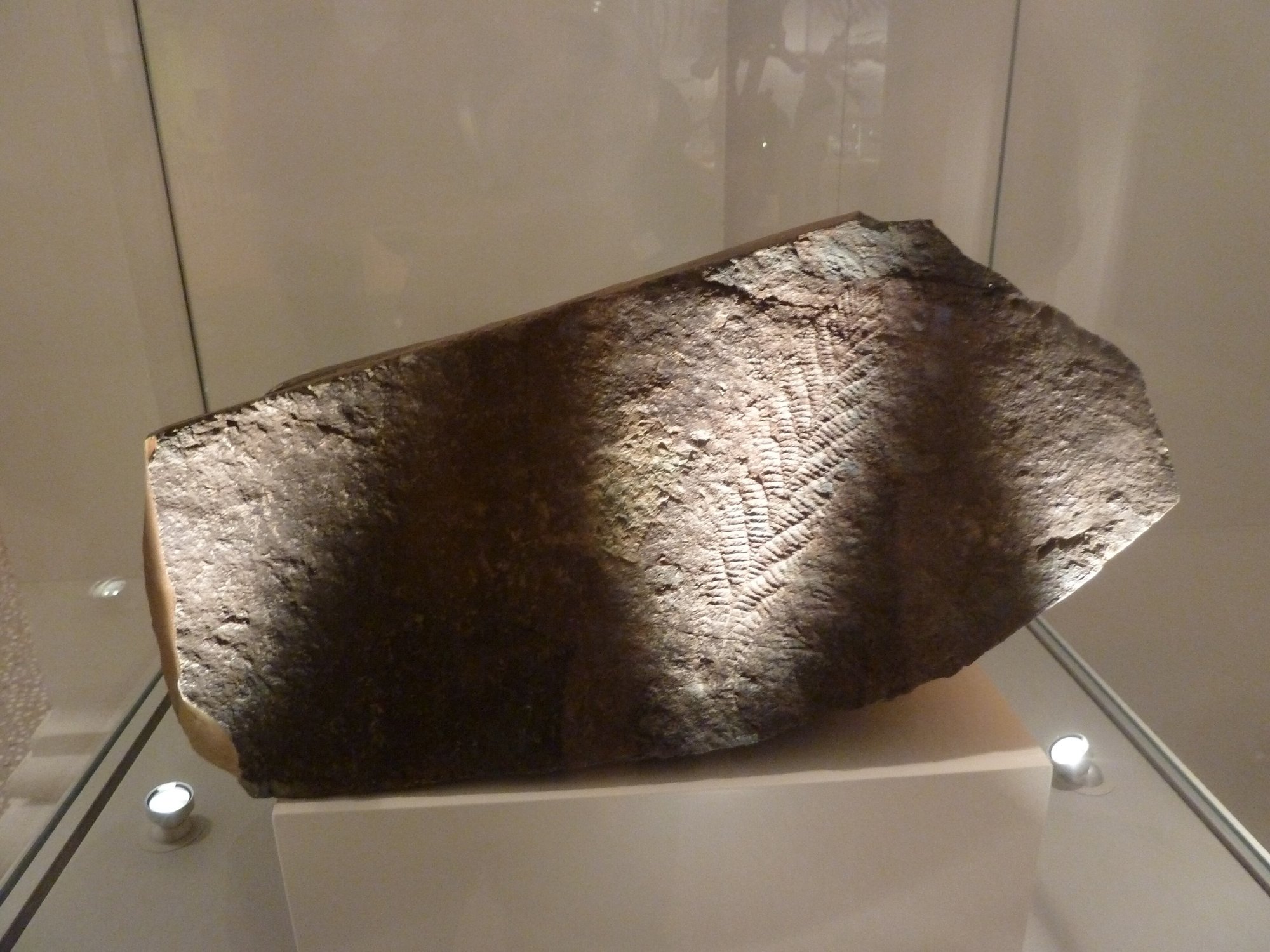 A large, dark brown slab of rock inside a glass museum case, lit from above in alternating bands of light and shadow. In the brightest band, towards the right, a leaf-shaped fossil impression fans out, made of rows of fine, ridged branches.