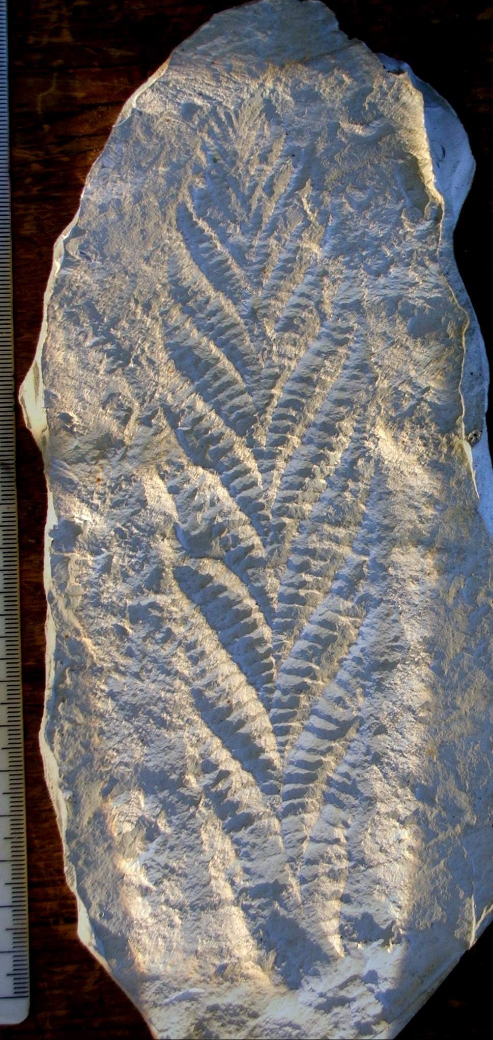 A pale grey cast of a leaf-shaped fossil on an irregular slab, lit from a low angle so that its zig-zag rows of ridged branches throw shadows on both sides of a central line. A millimetre ruler runs down the left edge.