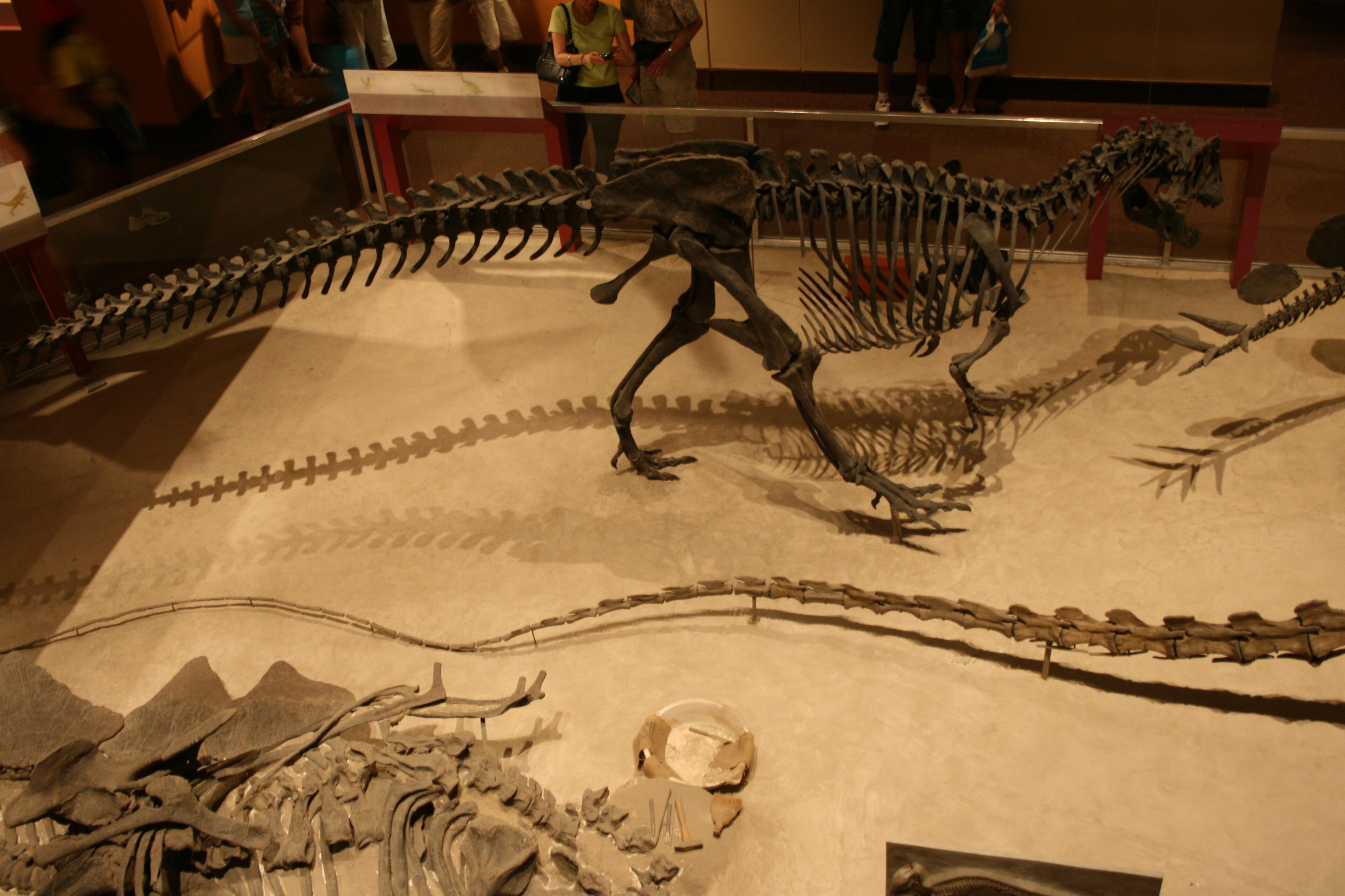 A mounted Allosaurus skeleton in a museum hall standing side-on over a second skeleton laid out flat on pale sand, with its long tail extending straight out behind it