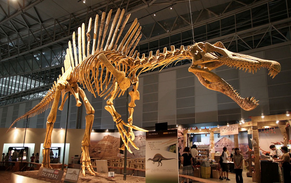 A mounted Spinosaurus skeleton on display in a large exhibition hall, seen side-on, with a row of tall bony spines along its back and long narrow jaws