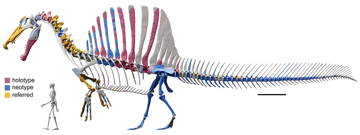 A technical skeletal diagram of Spinosaurus in side view, with individual bones picked out in red, blue and yellow inside a flat grey silhouette, a small human figure for scale, and a scale bar