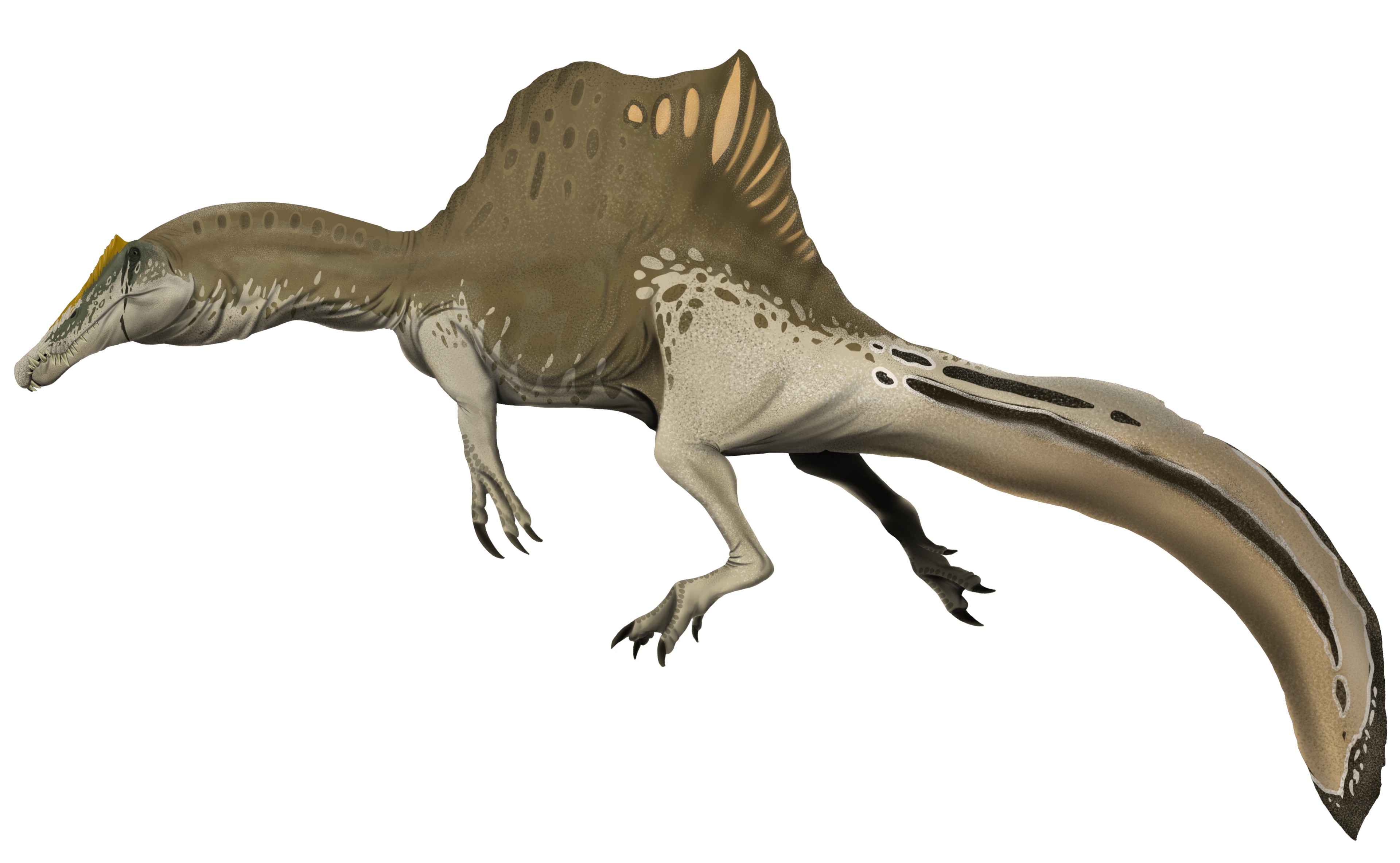 An artist's side-view reconstruction of Spinosaurus on a white background, tan above and cream below, with a low ridged sail and a long deep blade-shaped tail