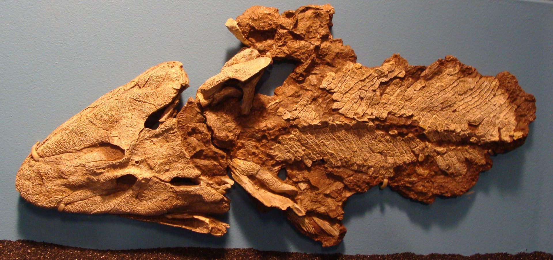 The fossil of Tiktaalik roseae in rust-red rock, showing the flattened skull and rows of overlapping body scales