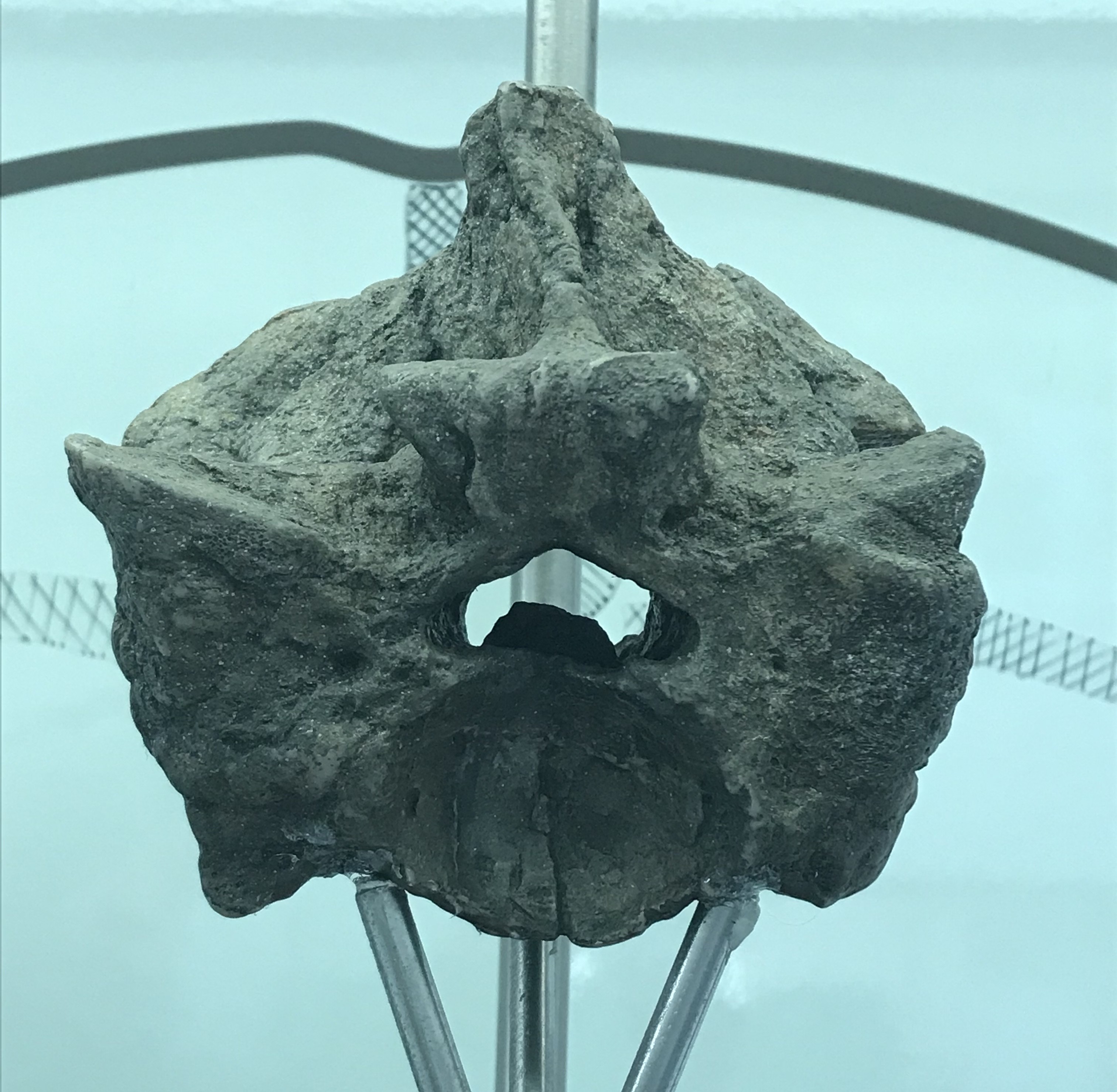 A large fossil snake vertebra displayed on a metal mount against a pale blue-green wall, its wing-like side projections flaring out