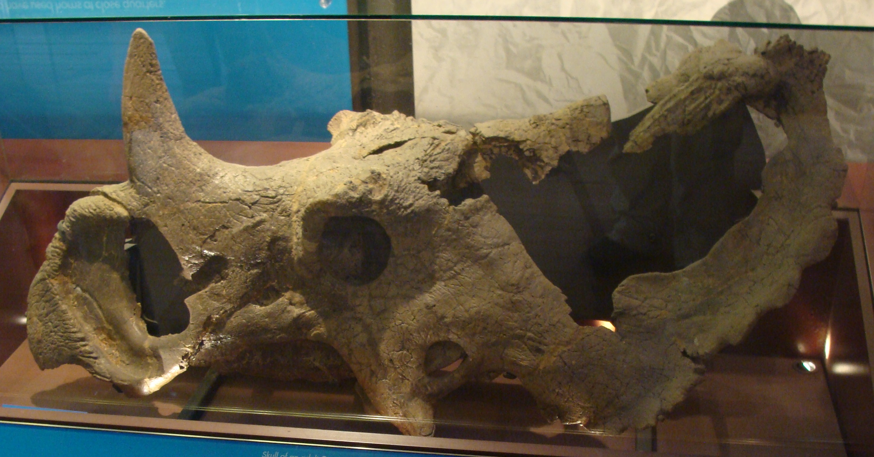 A pale tan Centrosaurus skull fossil in a museum display case, shown in profile with a large curved nose horn and a broad frill