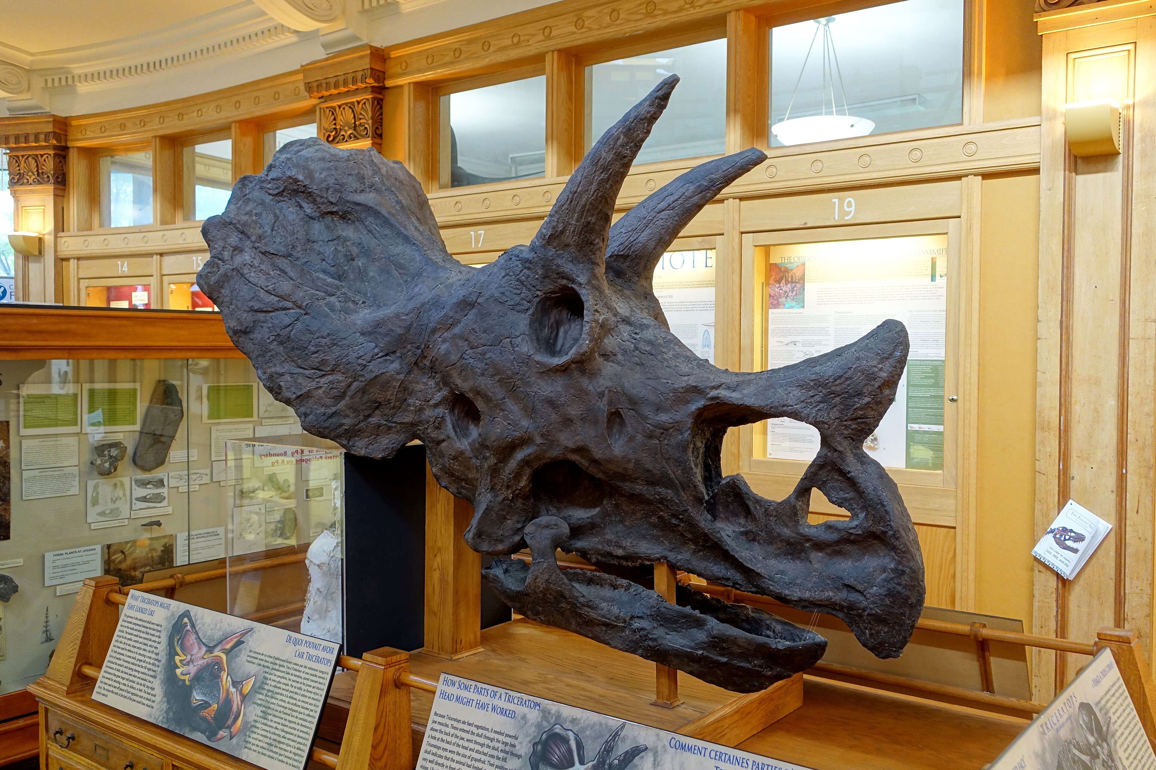 A dramatically lit Triceratops skull mount, head-on, showing both brow horns, the nose horn and the bony frill