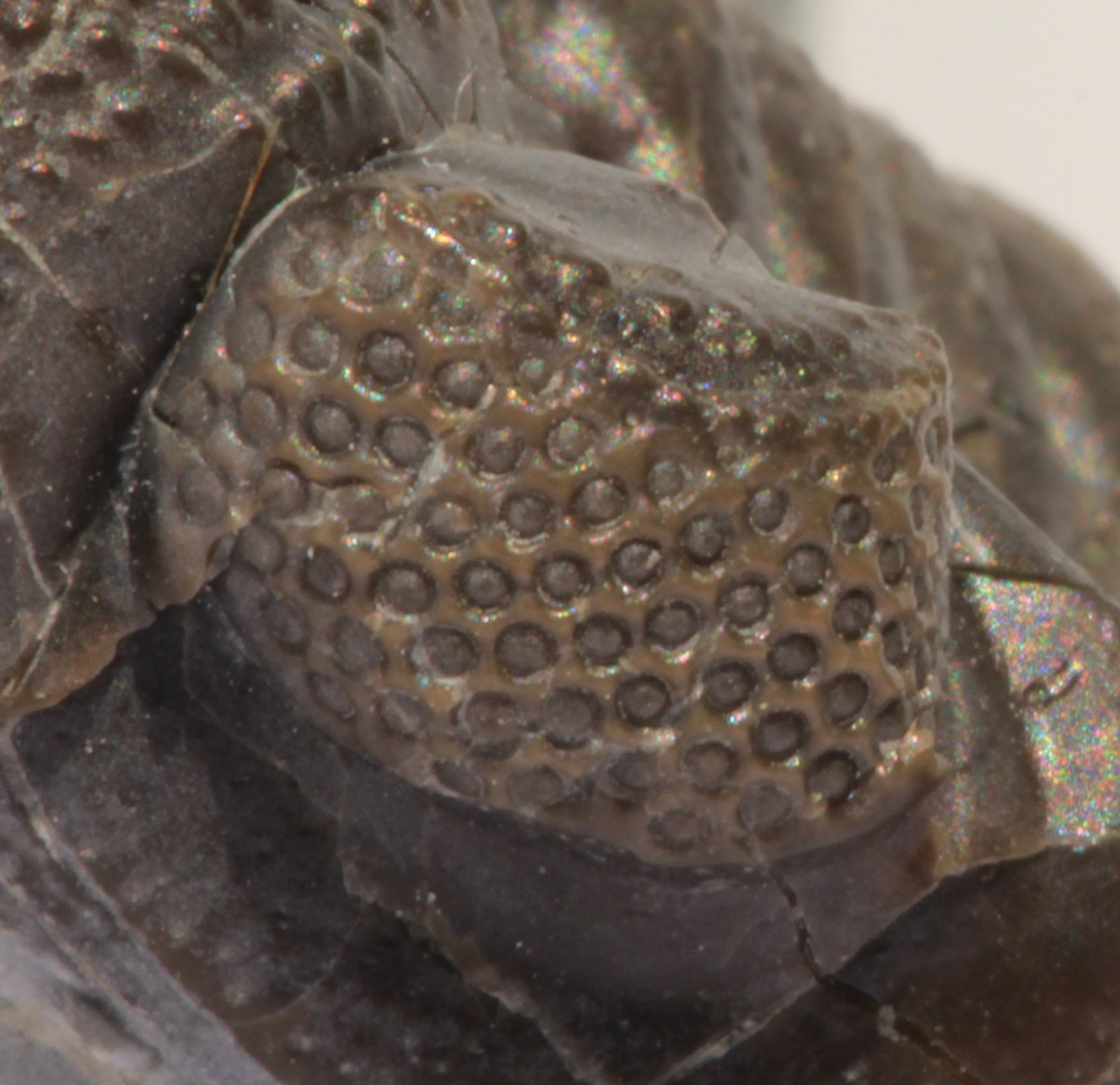 Close-up of a fossil trilobite eye: rows of large, round, separated lenses curving across a raised bank of dark grey fossil surface, with bare rock visible between them