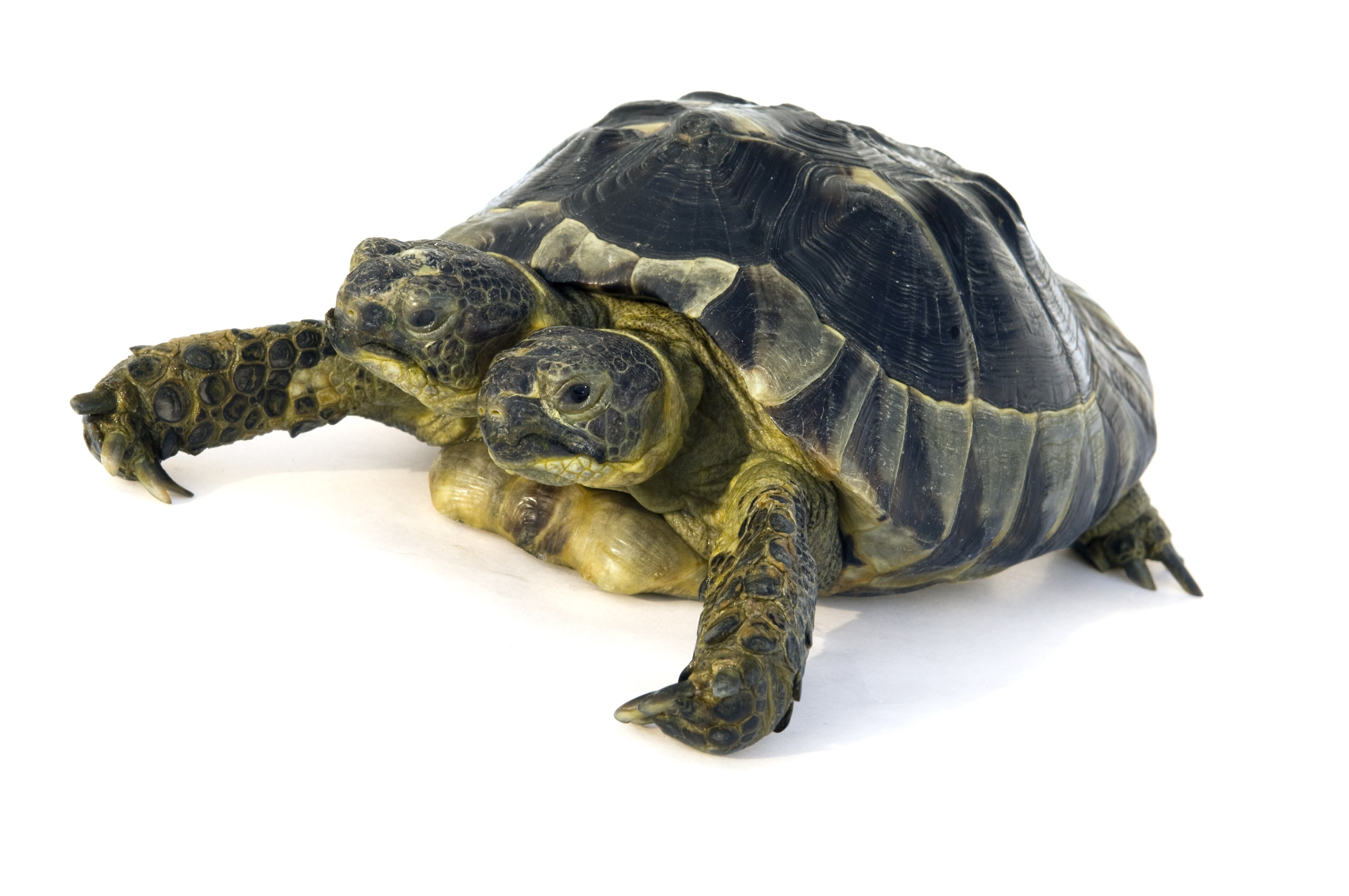 Janus, a living two-headed tortoise at the Natural History Museum of Geneva