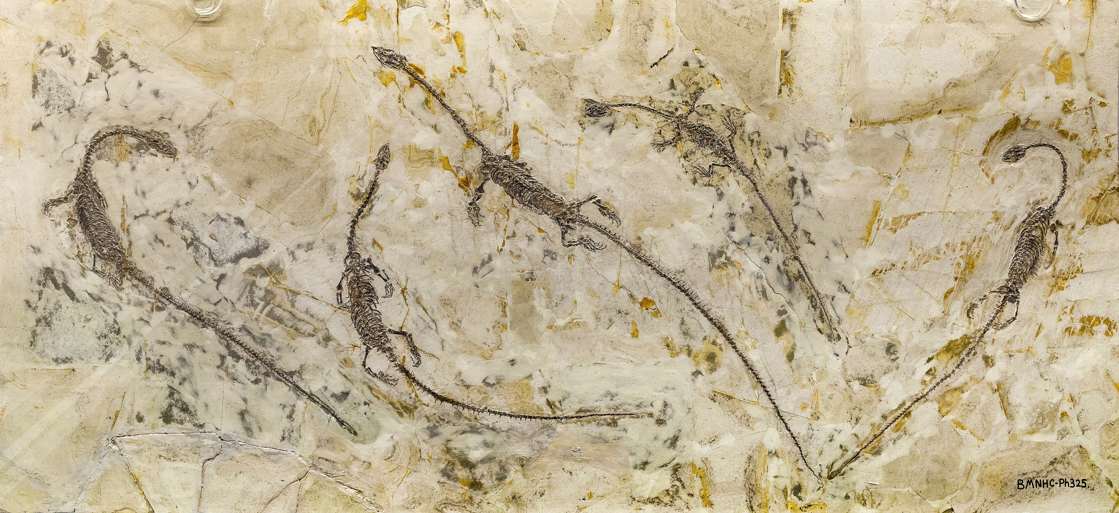 A complete Hyphalosaurus fossil skeleton preserved flat on a slab from Liaoning, China