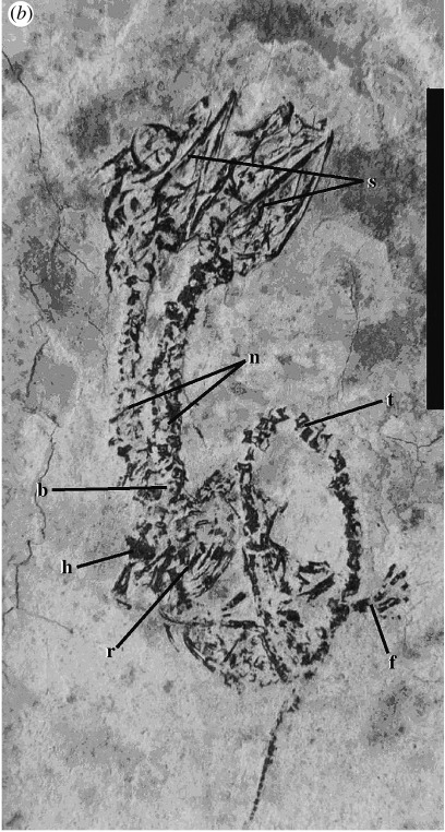 The real two-headed Hyphalosaurus fossil: two skulls and necks branching from one small body