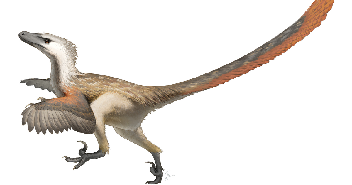 Life restoration of a feathered Velociraptor