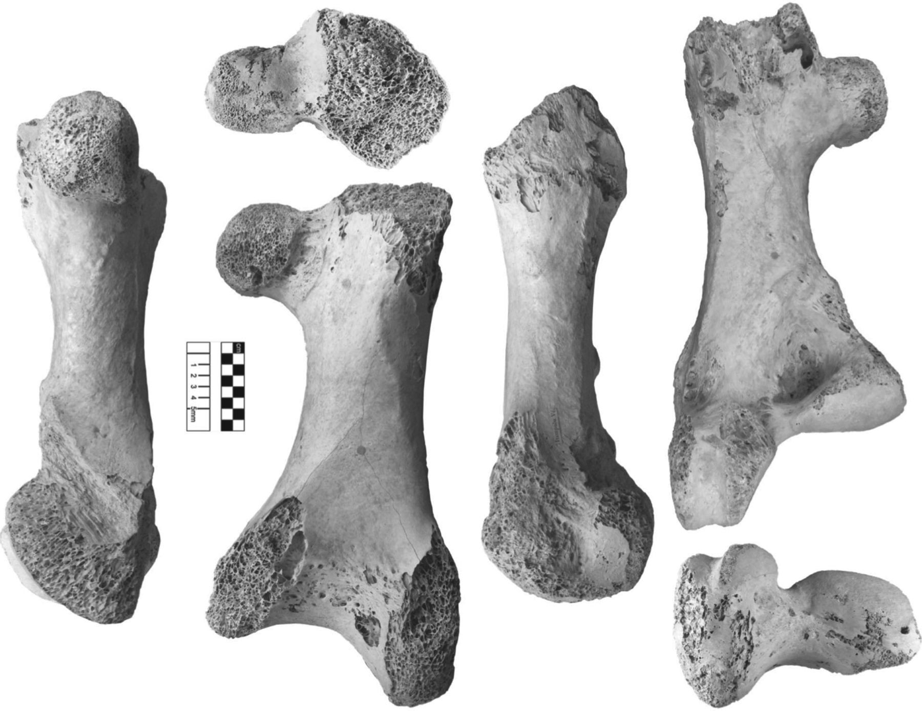 A black-and-white scientific plate showing one fossil thigh bone photographed from six angles against a white background, with a small chequered scale bar in the middle