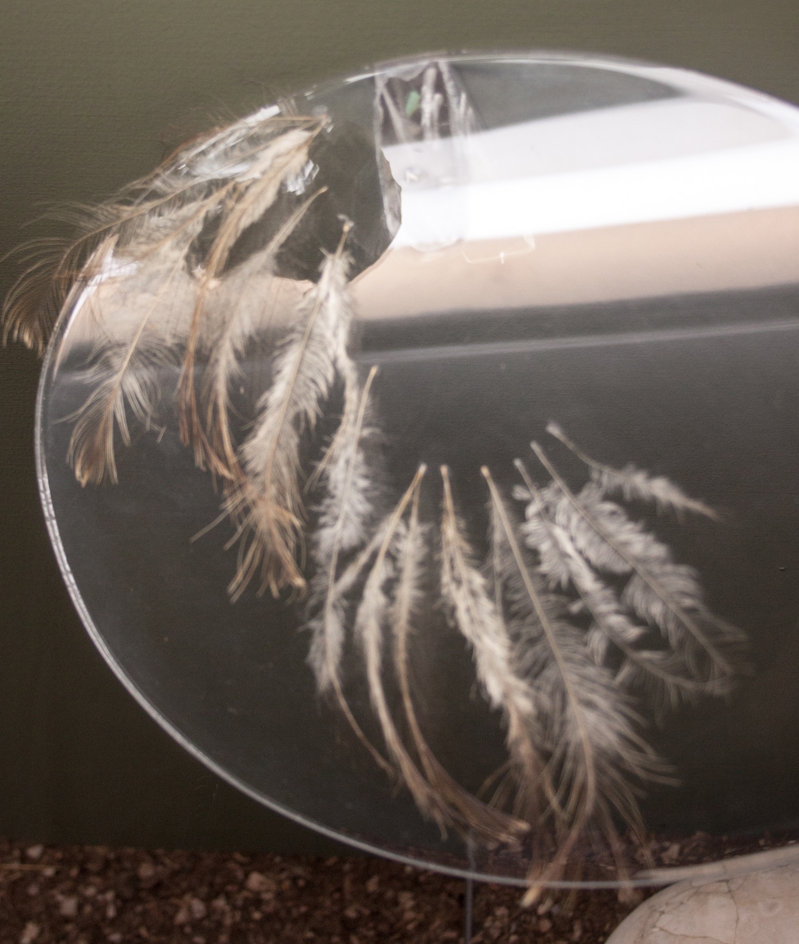 A museum case. A clear round acrylic disc is mounted upright with about a dozen loose feathers fixed to its face. They are long, thin and very open, with sparse barbs standing out from each shaft so they look more hair-like than blade-like. The shafts are brown and the barbs pale grey-fawn. The case wall behind is flat olive green and coarse reddish gravel covers the floor.