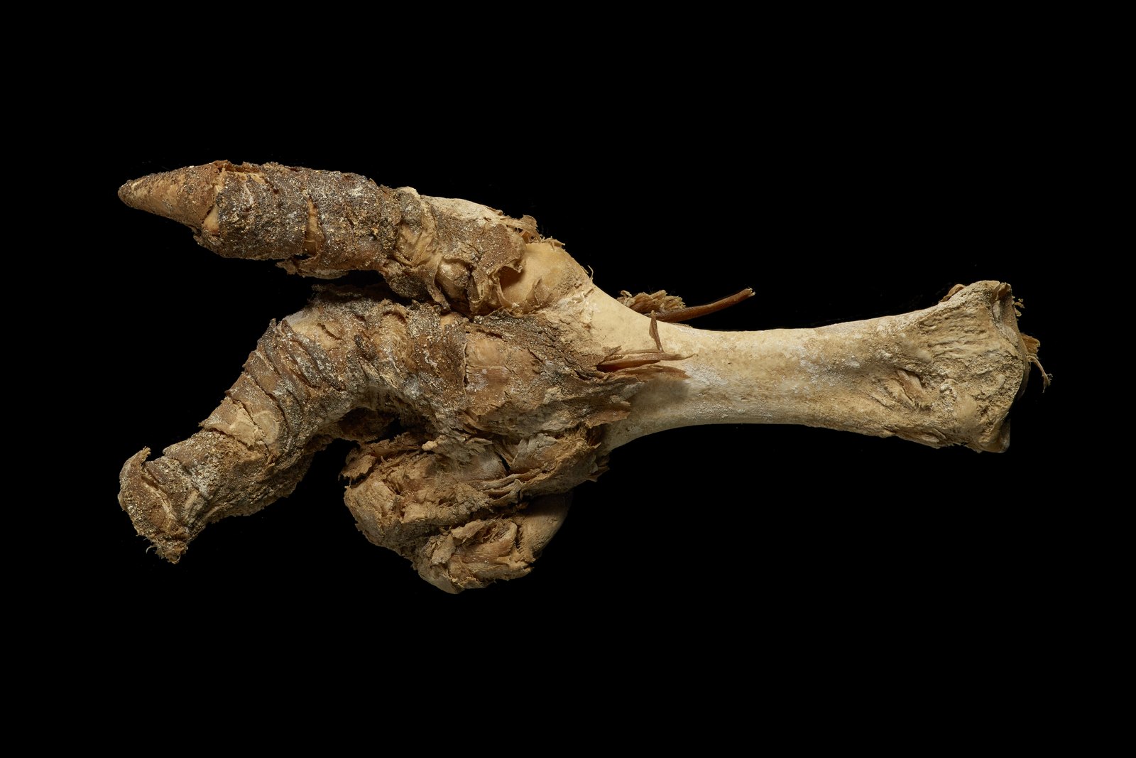 A dried bird's foot and lower leg lit against plain black. The skin has shrunk hard onto the bone, wrinkled and scaled, the colour of old leather. Three toes spread from the joint, each ending in a thick curved claw. Behind them the bare leg bone runs off to one side, pale and smooth, and a few thin straw-coloured quills stick out around the ankle.