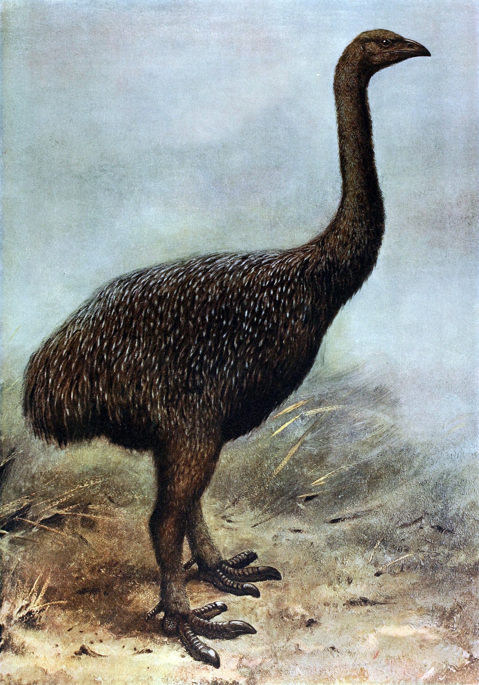 A painting of a large flightless bird standing in dry tussock under a pale sky. It has a long bare neck, a small head with a short down-curved beak and a heavy rounded body on thick grey legs ending in three broad toes with dark claws. The plumage is dark brown, flecked all over with fine pale streaks.