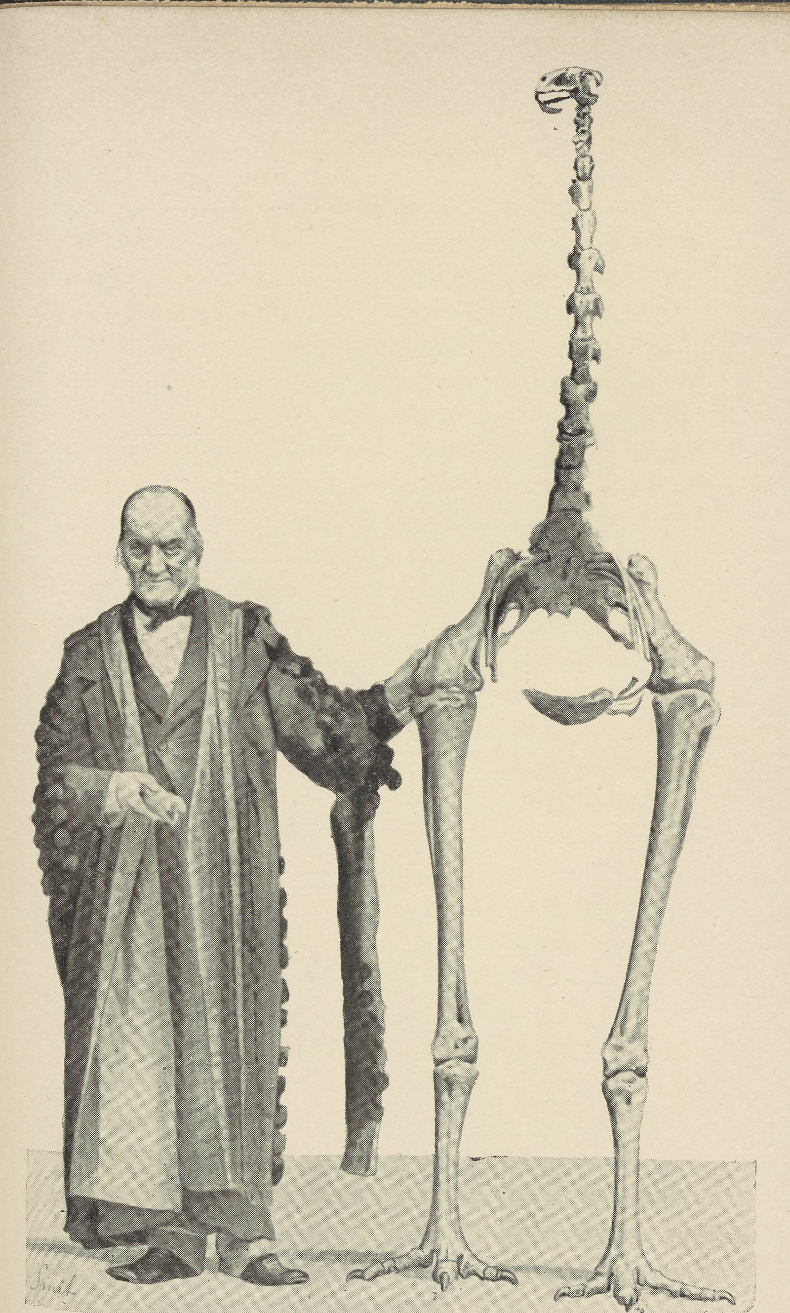 A printed engraved plate. An elderly man in a long academic gown stands on the left, one hand out, the other resting on an upright bone. Beside him, taller than he is, stands the mounted skeleton of a large bird: two long leg bones on splayed clawed feet, a deep pelvis, a rib cage and a narrow column of vertebrae rising to a small skull.