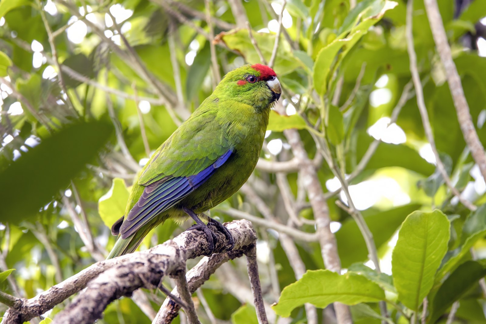 A small green parrot perched on a lichen-covered branch in bright daylight, seen from the side. Its body and head are grass green, with a crimson patch on the forehead above the beak and a crimson streak running back through the eye. The folded wing shows a band of deep blue along the flight feathers. The beak is pale blue-grey with a dark tip.