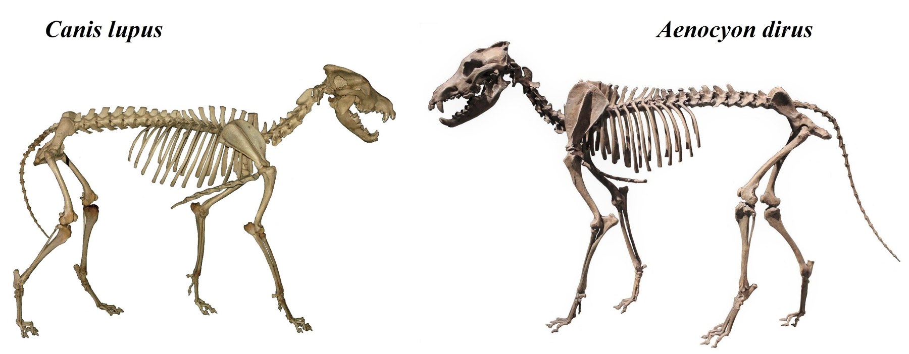Two mounted canid skeletons side by side and labelled, a grey wolf next to a dire wolf, for comparison